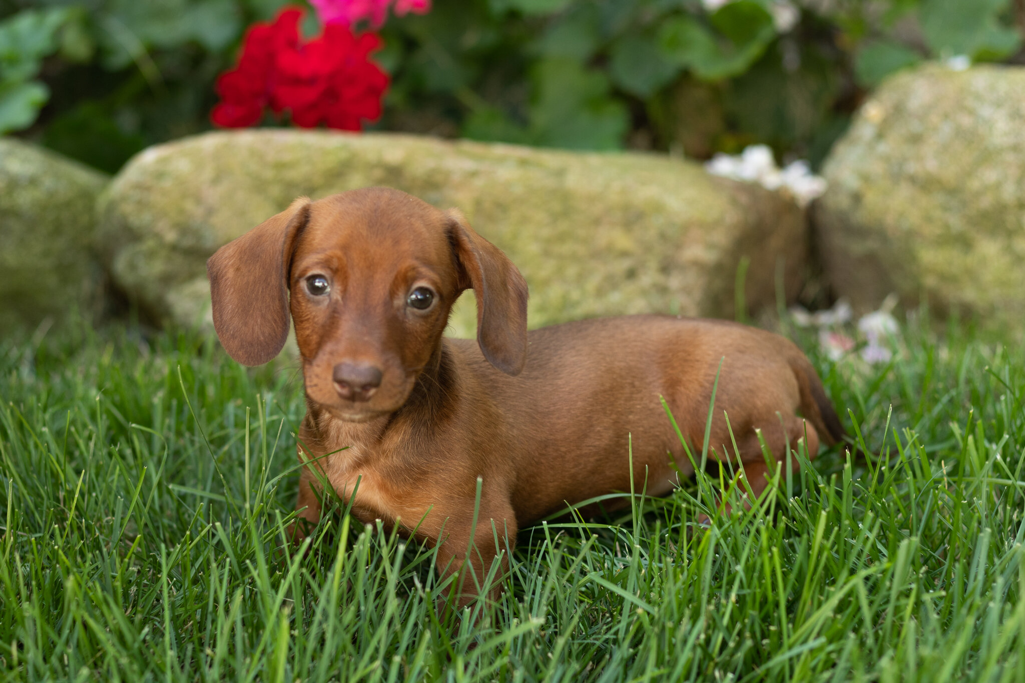 Mini Dachshund male pup in Indiana ( Ike) image 3