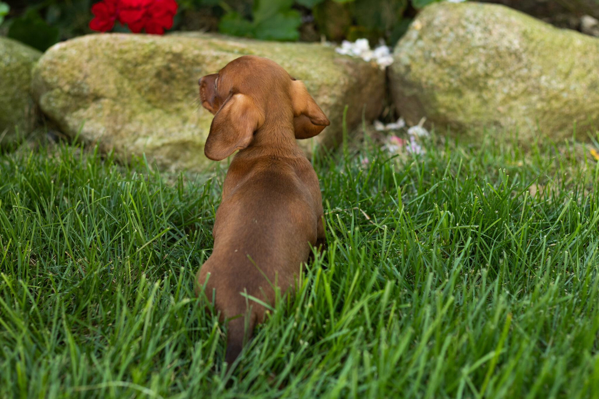 Mini Dachshund male pup in Indiana ( Ike) image 4