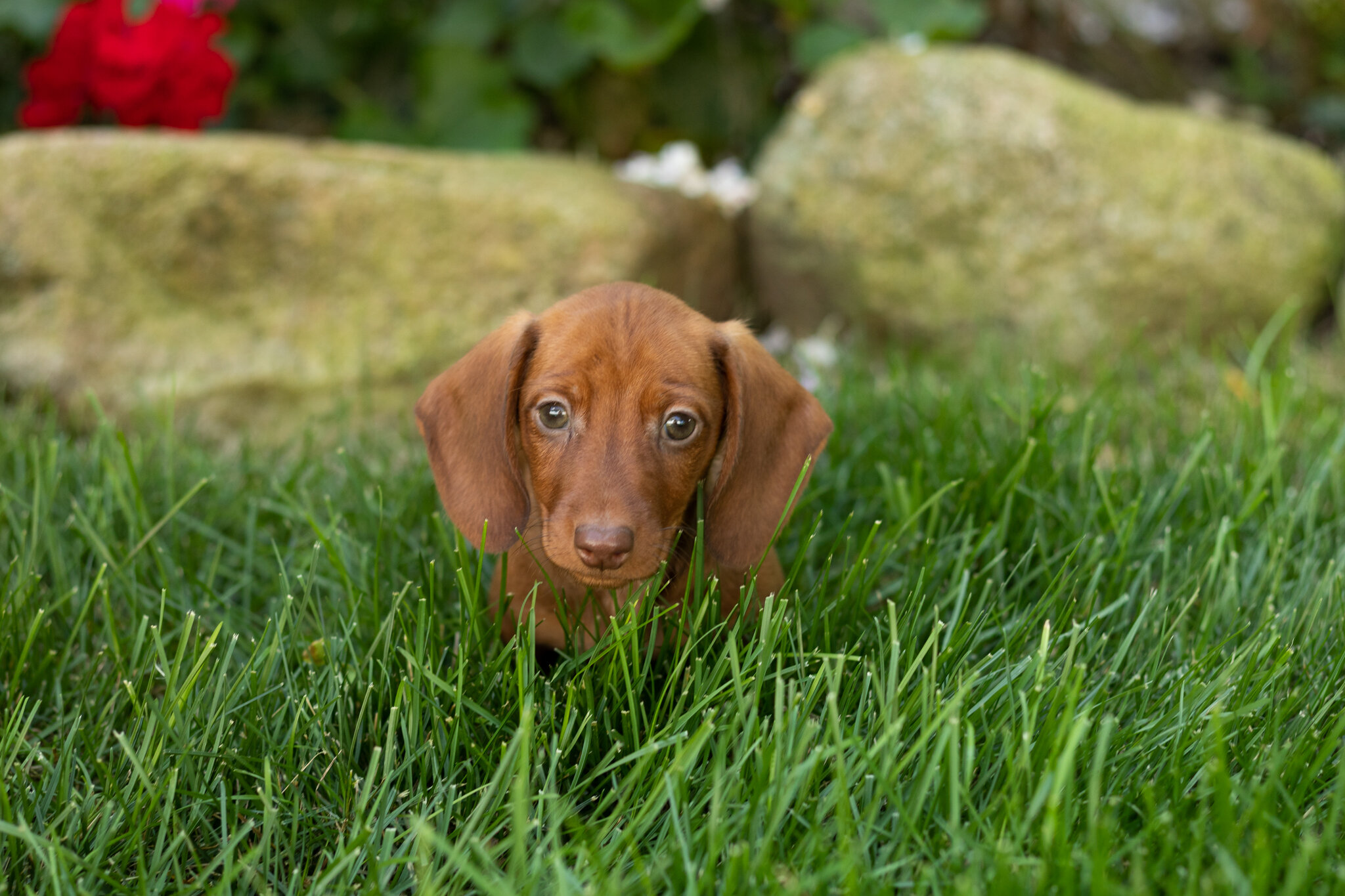 Mini Dachshund male pup in Indiana ( Ira) image 3