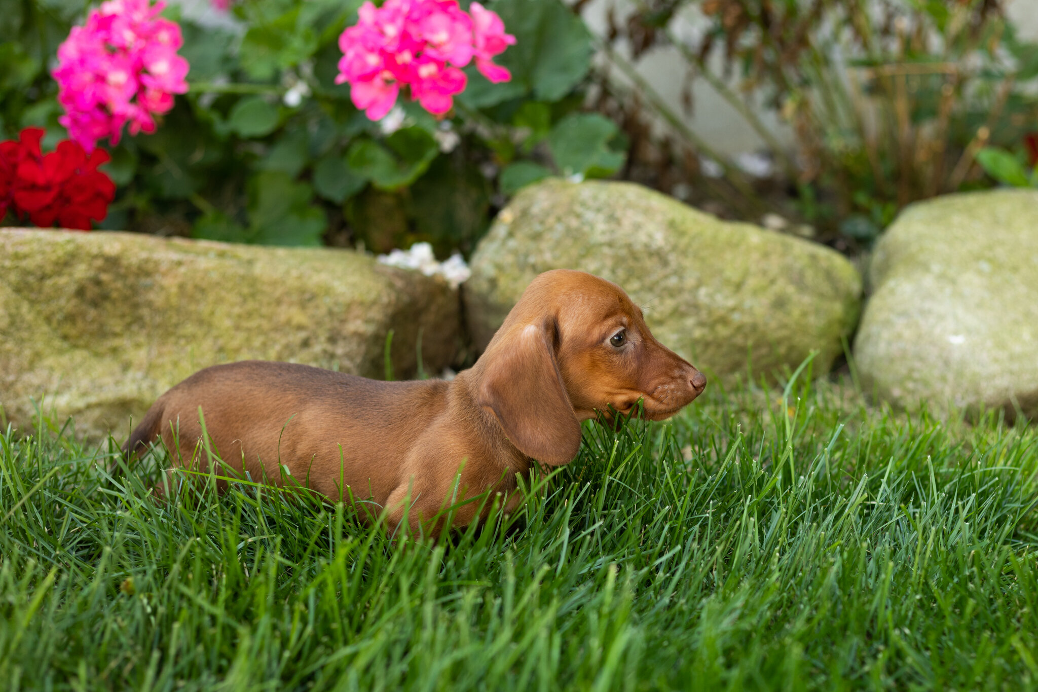 Mini Dachshund male pup in Indiana ( Ira) image 4