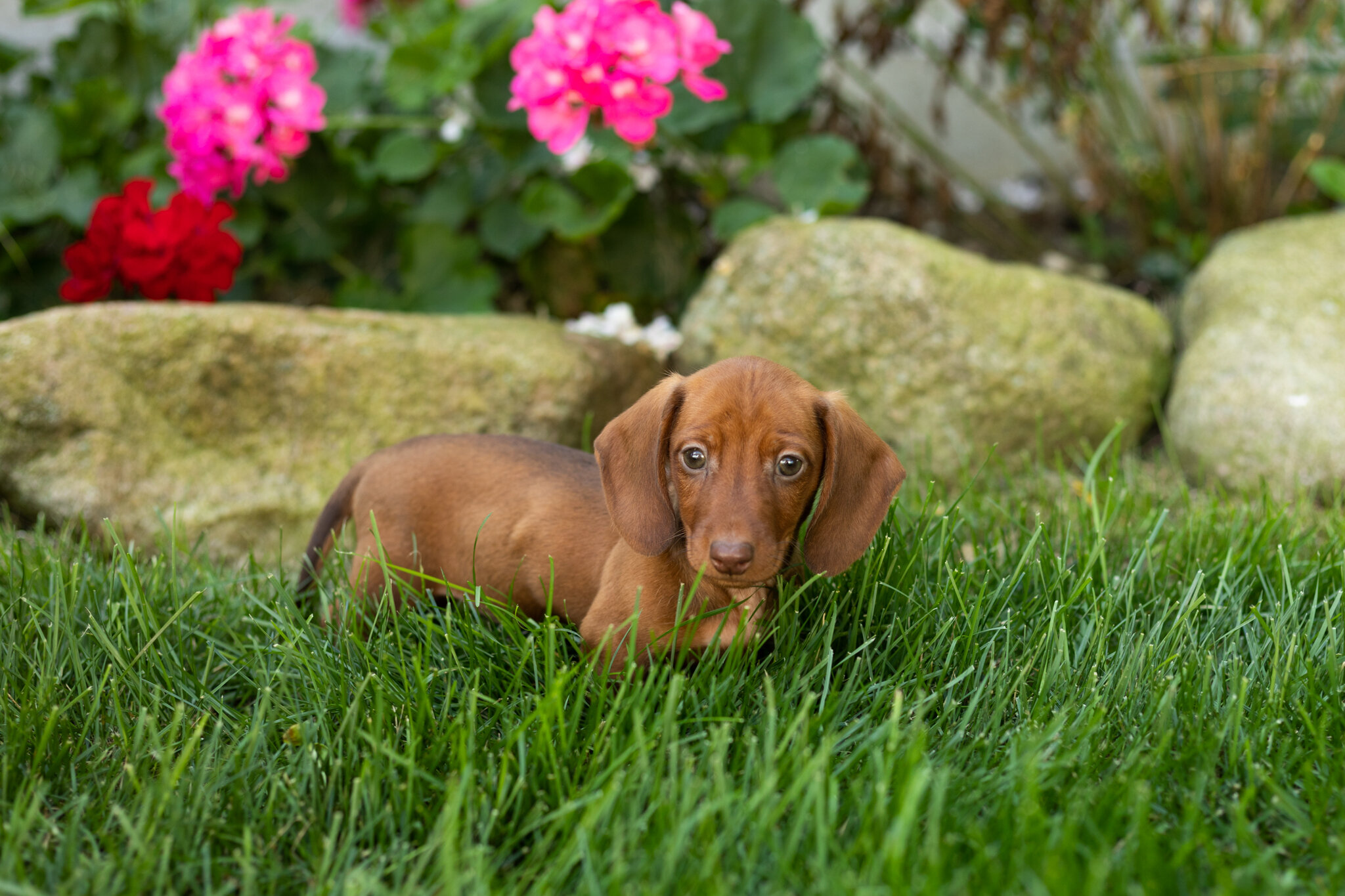 Mini Dachshund male pup in Indiana ( Ira) image 2