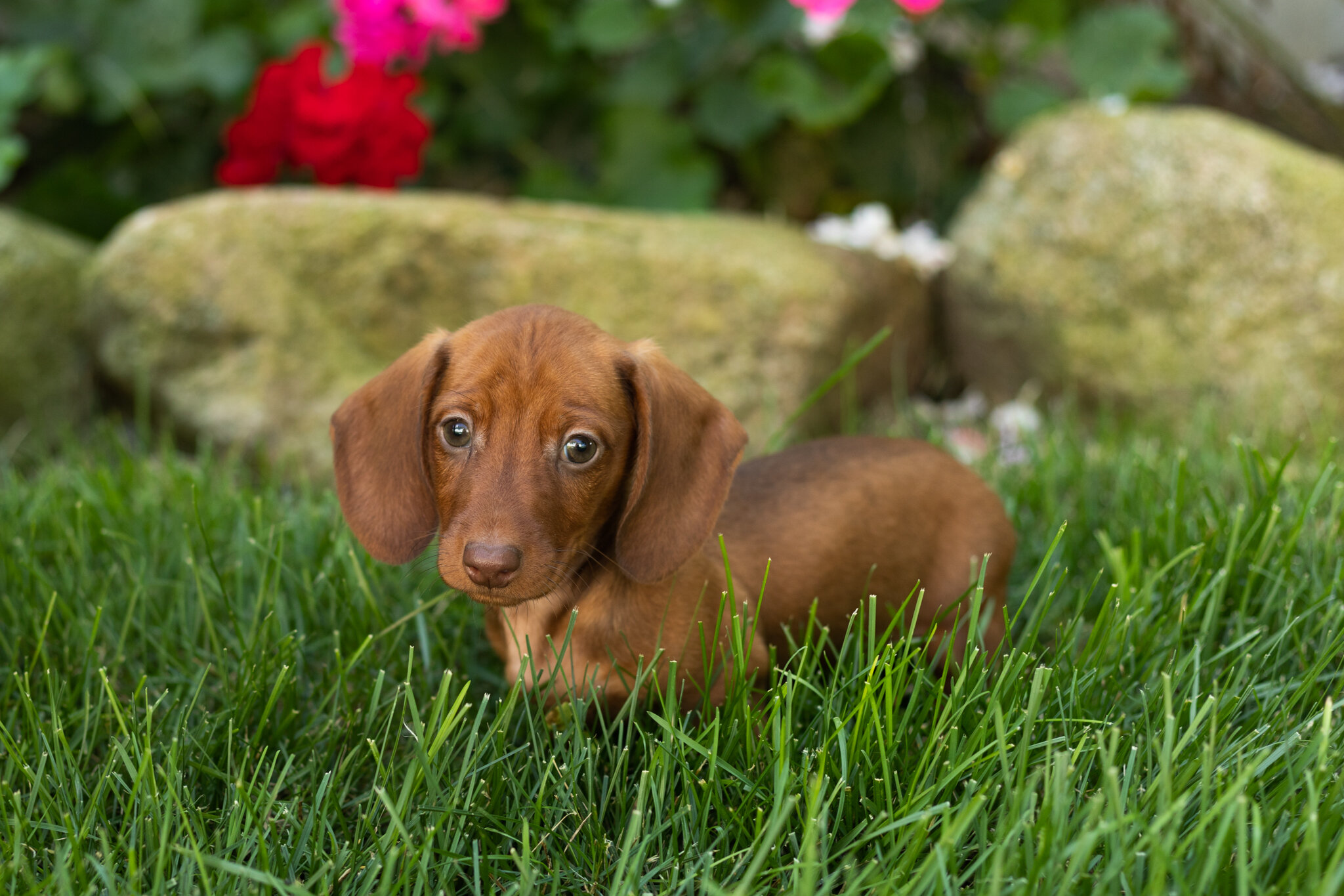 Mini Dachshund male pup in Indiana ( Ira) image 5