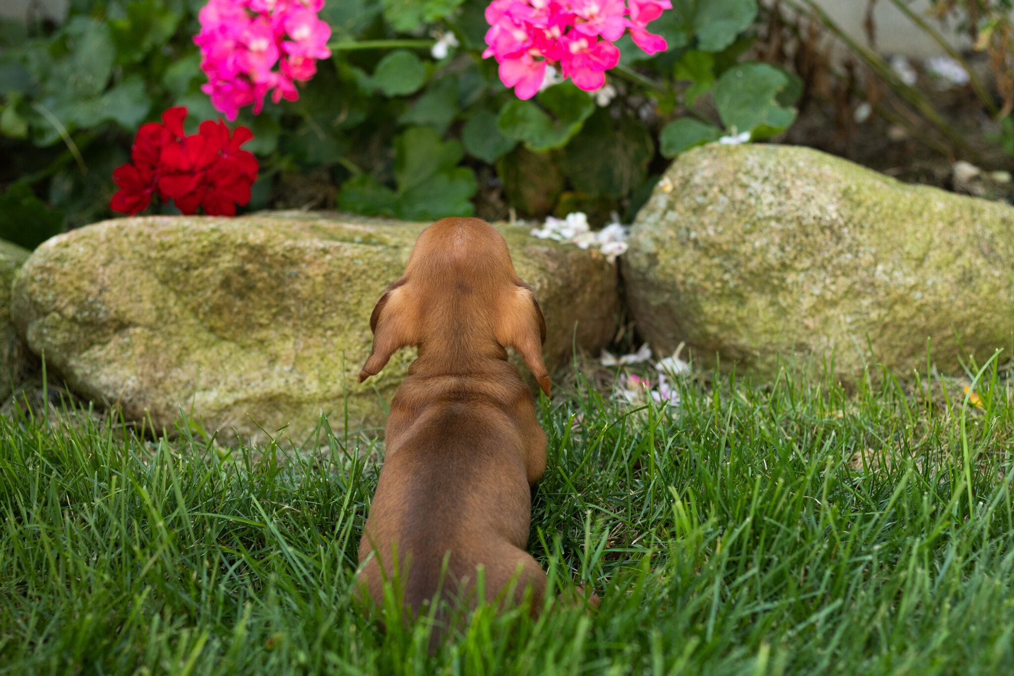 Mini Dachshund male pup in Indiana ( Ira) image 6