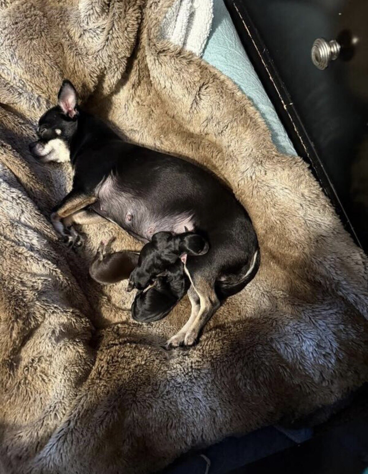 Teacup chihuahuas image 1