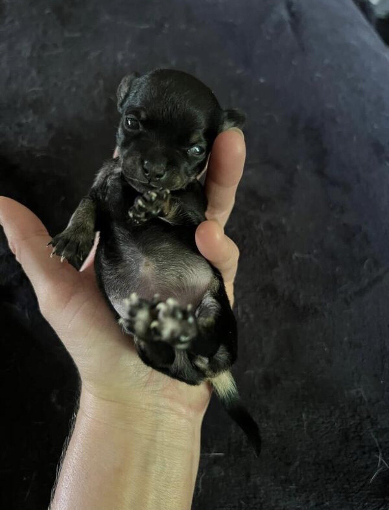 Teacup chihuahuas image 2