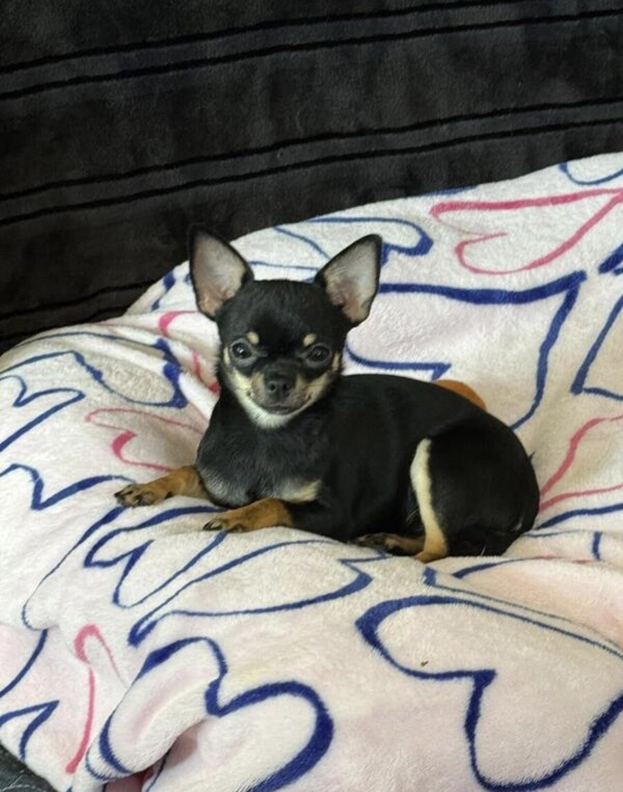 Teacup chihuahuas image 3