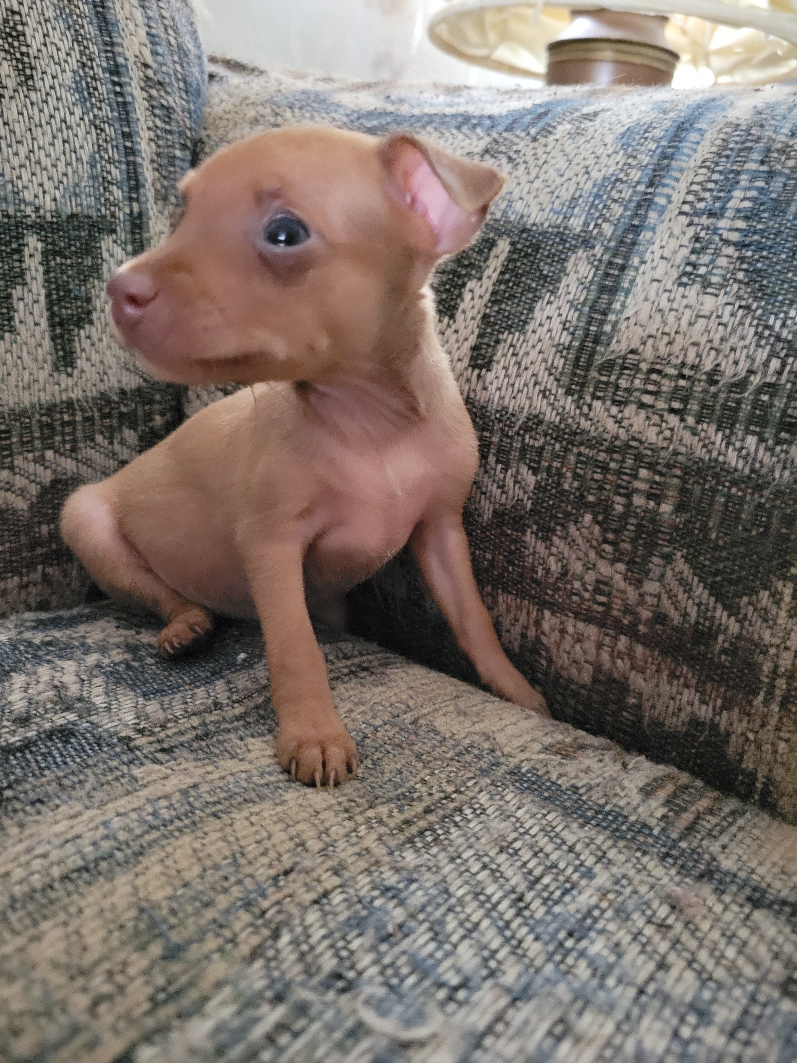 Minpin puppies image 1