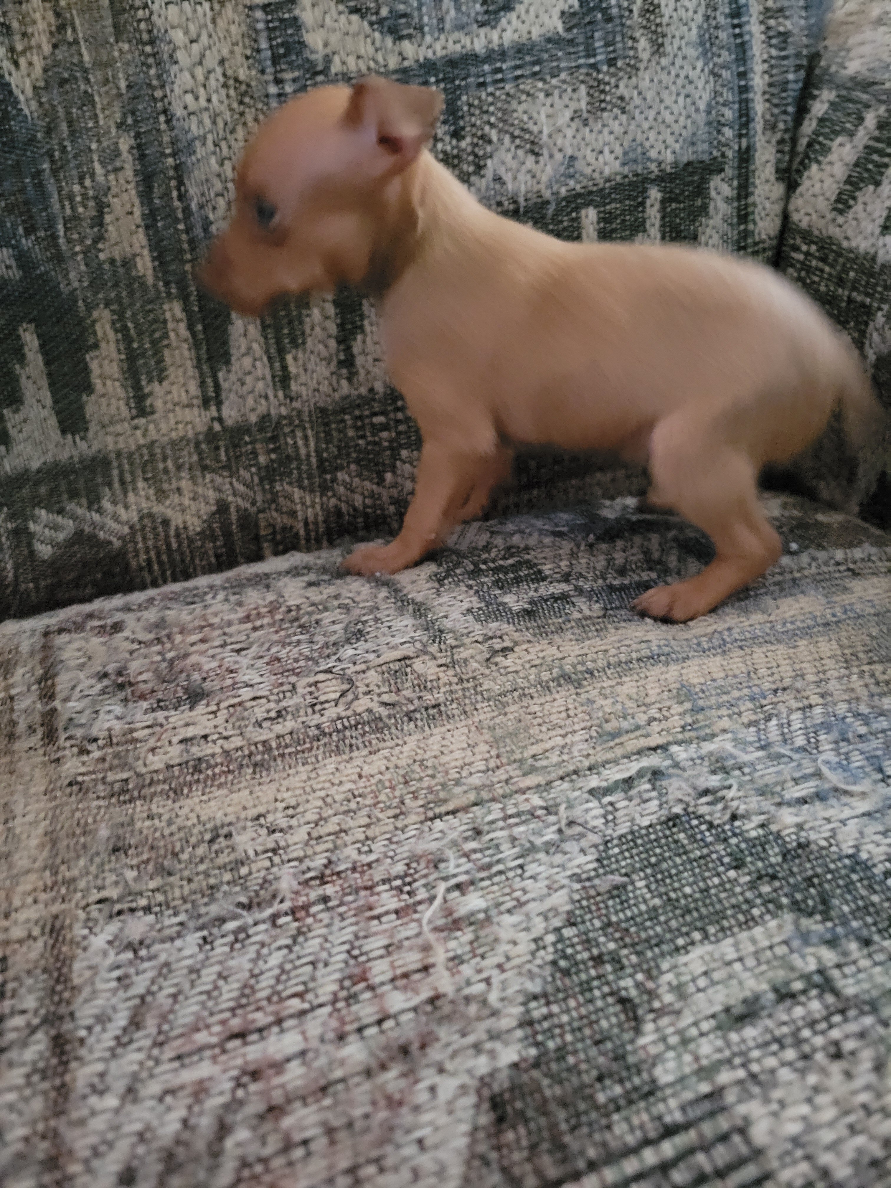 Minpin puppies image 3