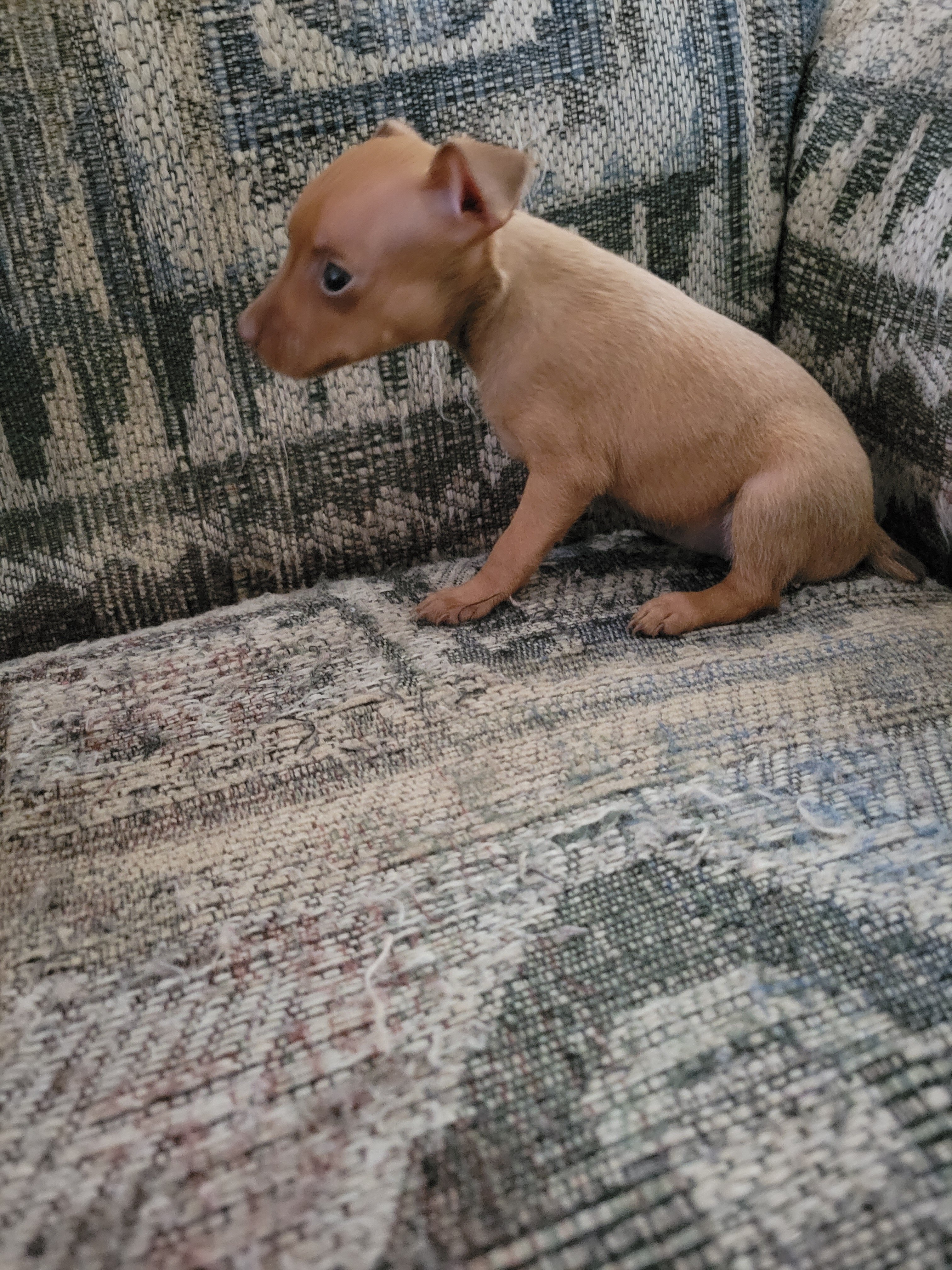 Minpin puppies image 2