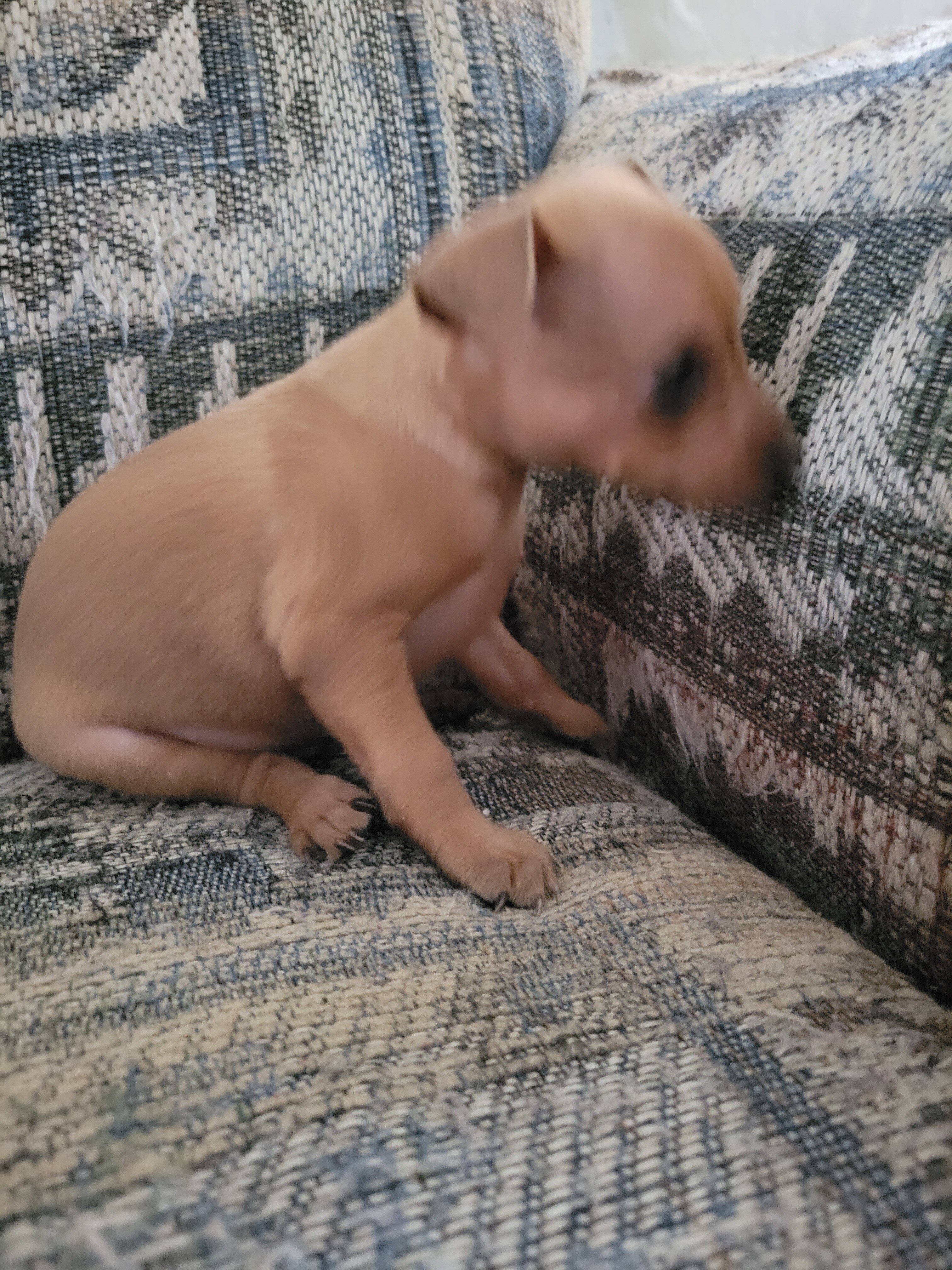 Minpin puppies image 4
