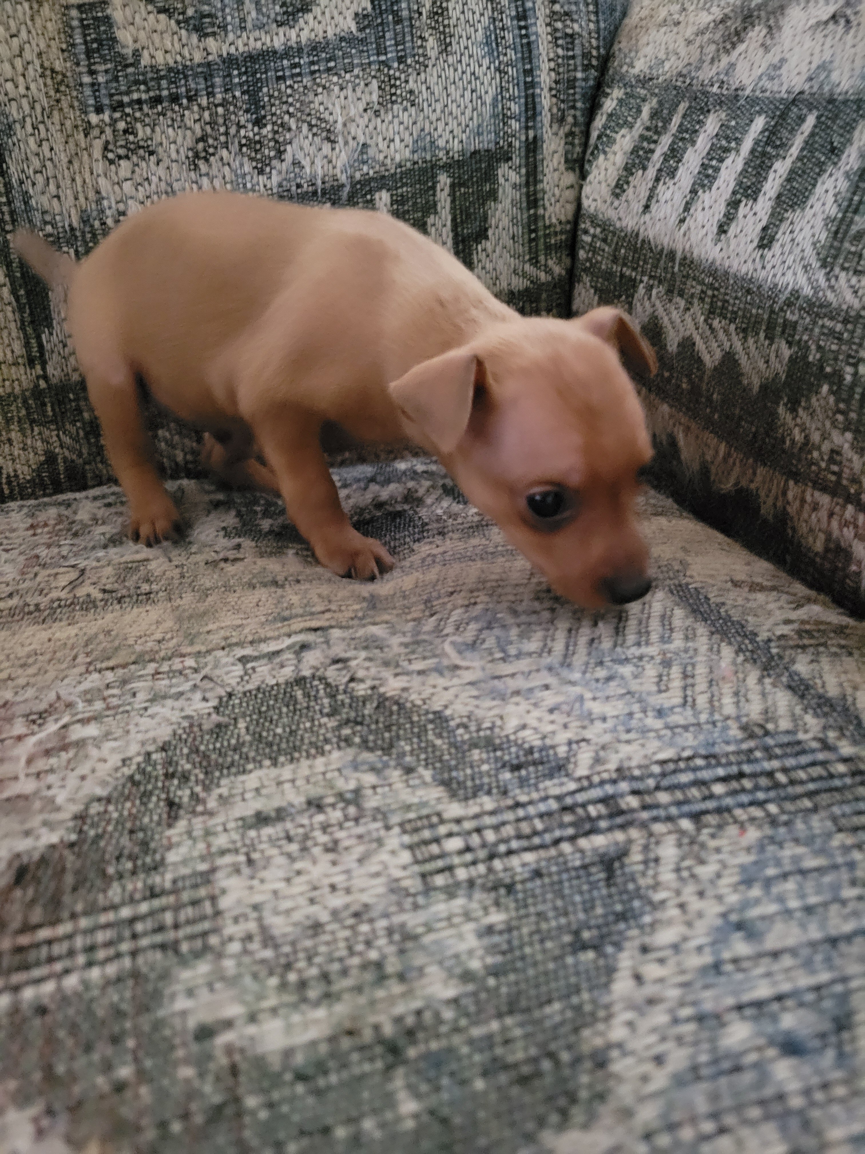 Minpin puppies image 5