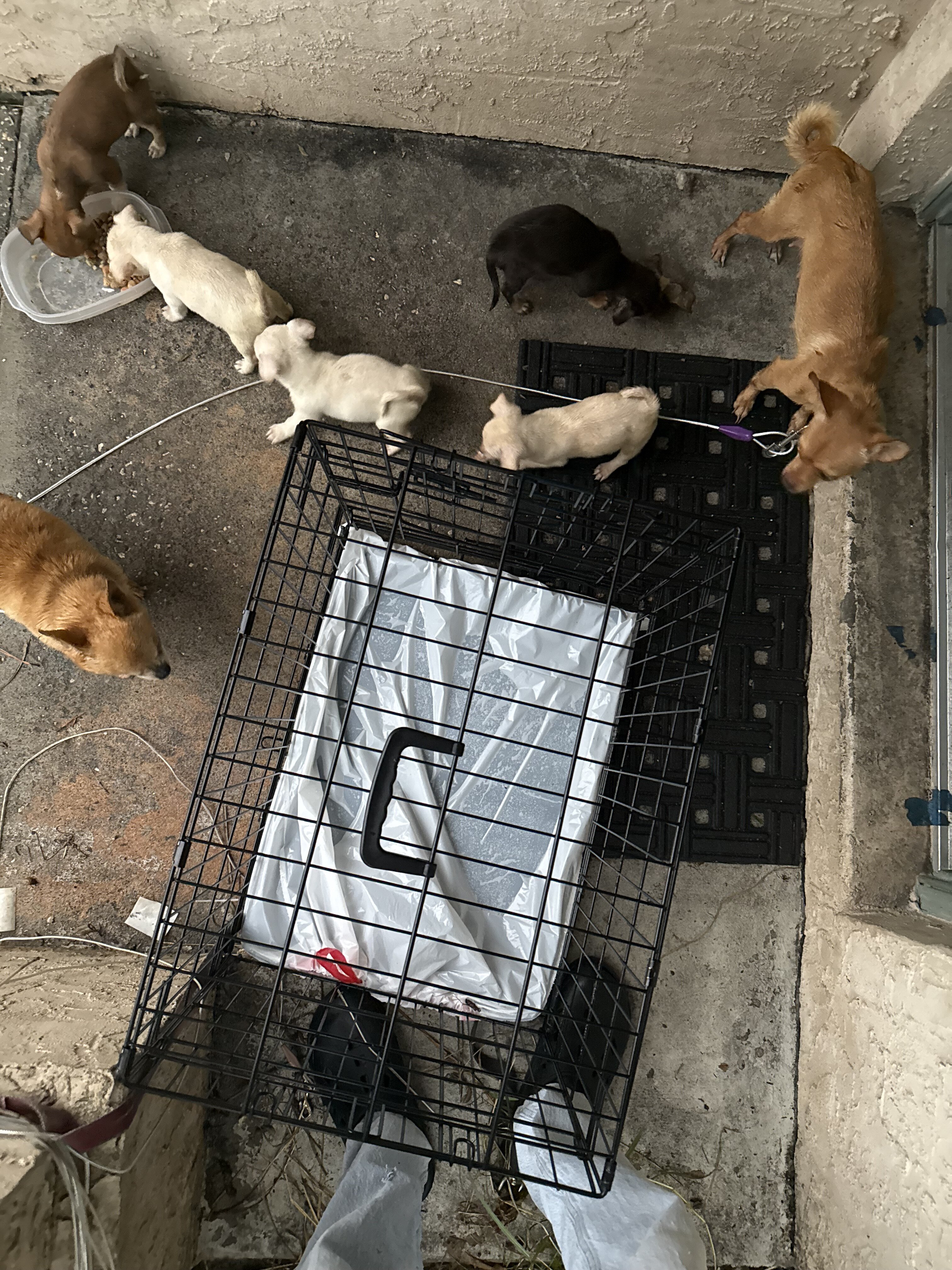 mixed  Chihuahuas image 3