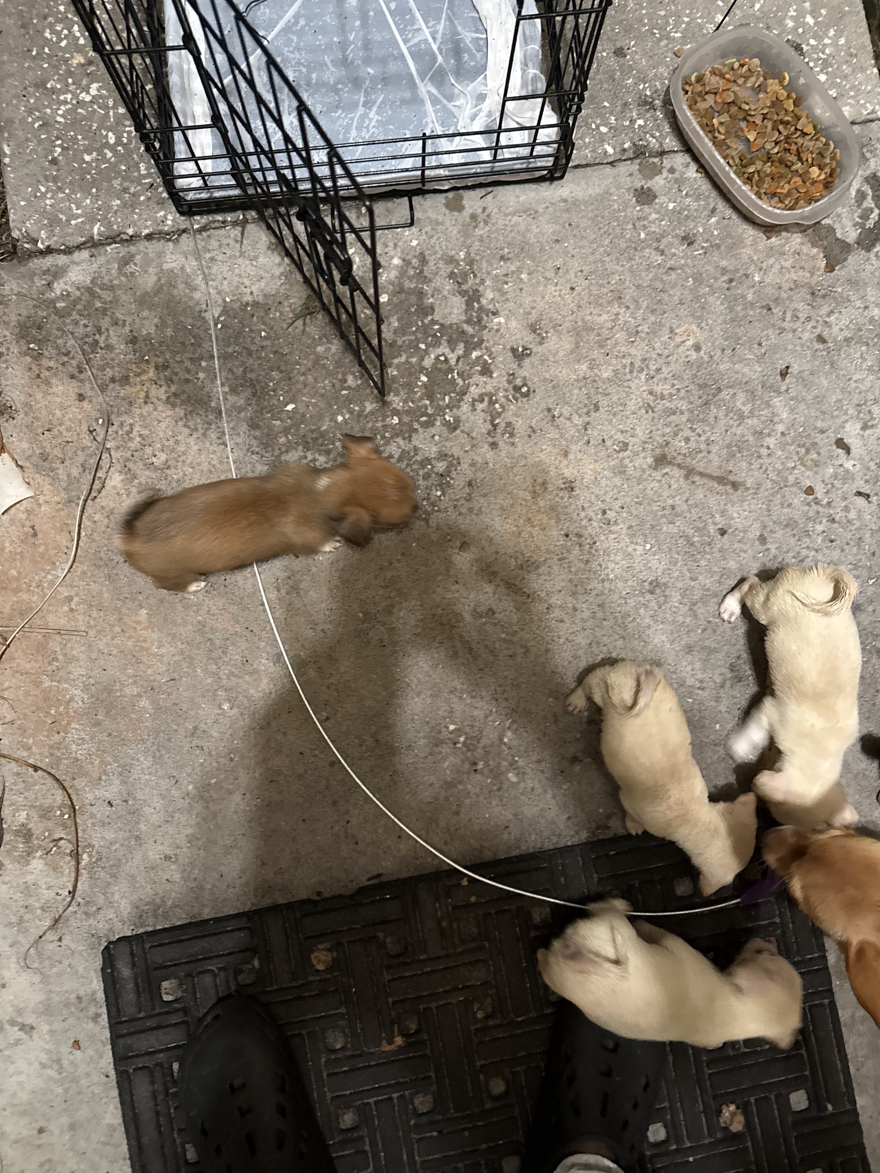 mixed  Chihuahuas image 2