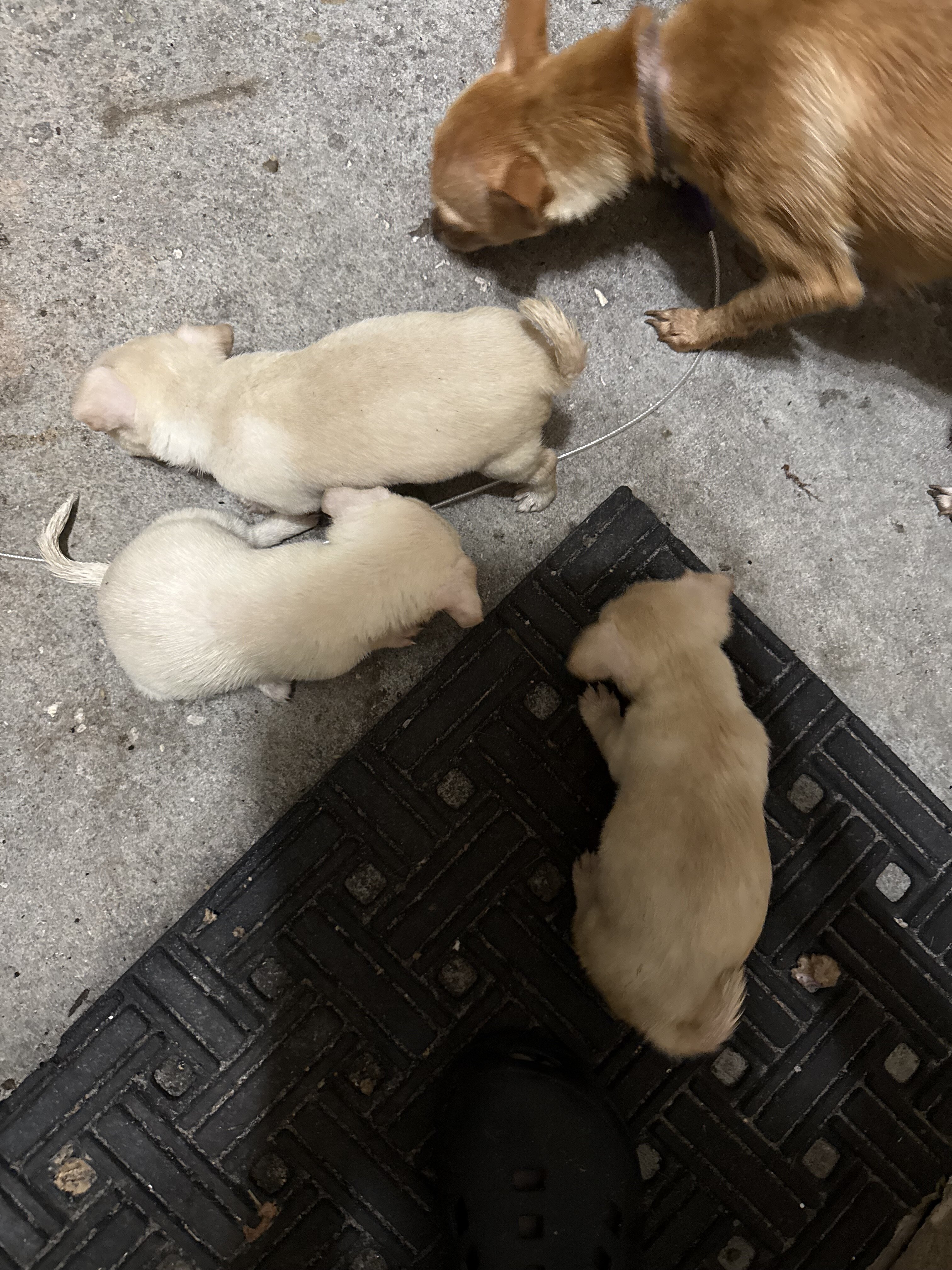 mixed  Chihuahuas image 1