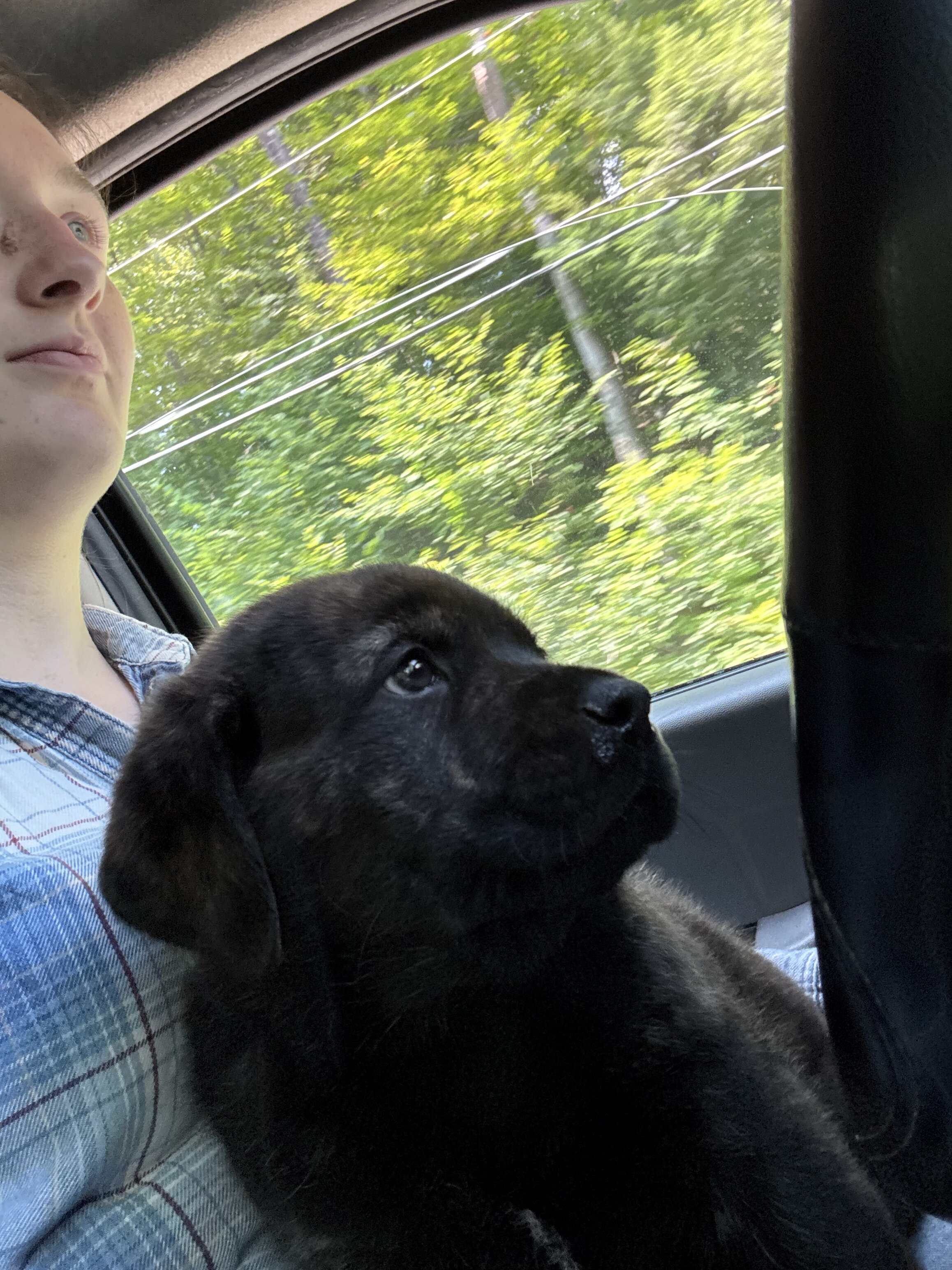 Masterweiler for rehoming image 3