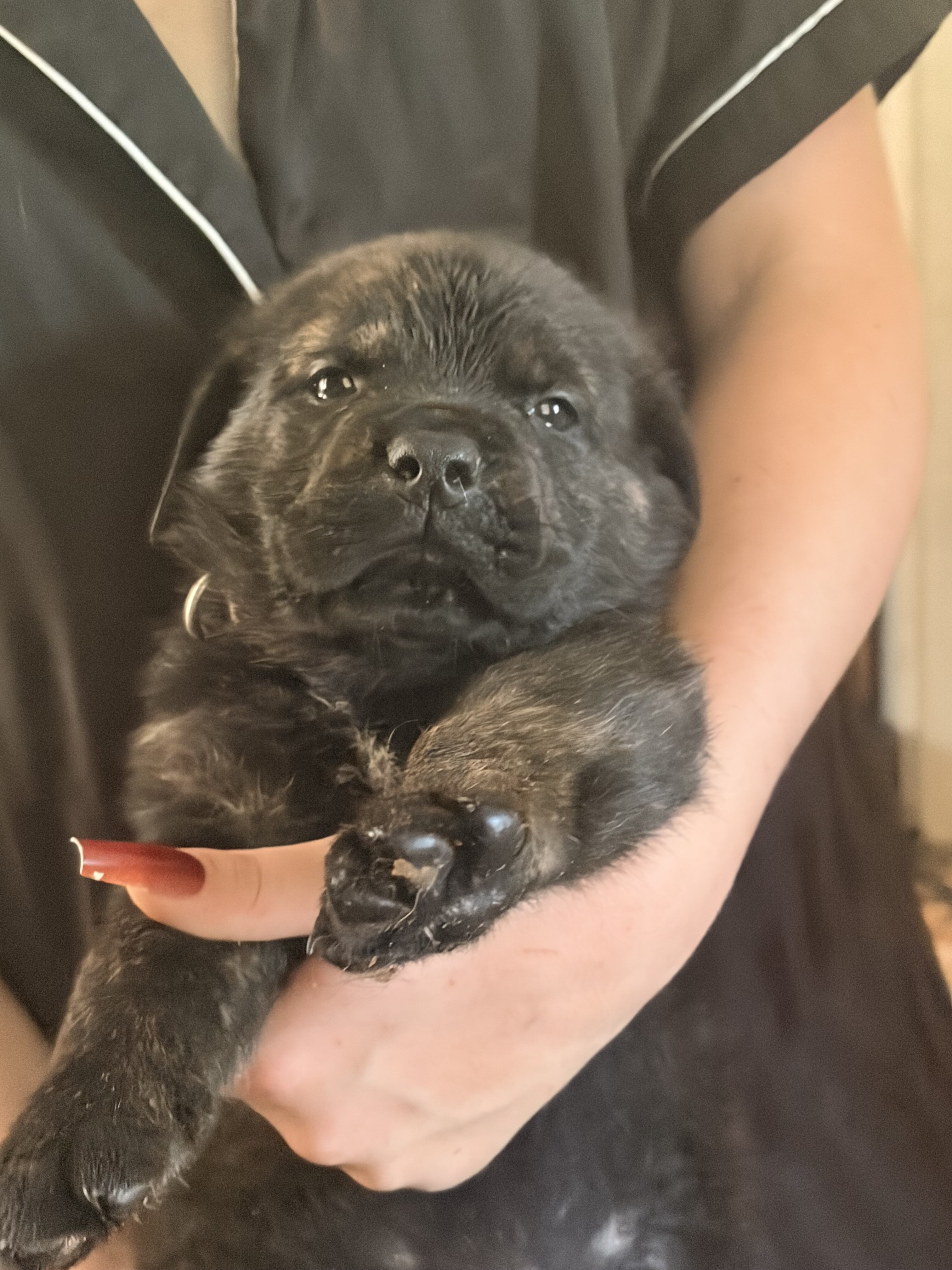 Masterweiler for rehoming image 1
