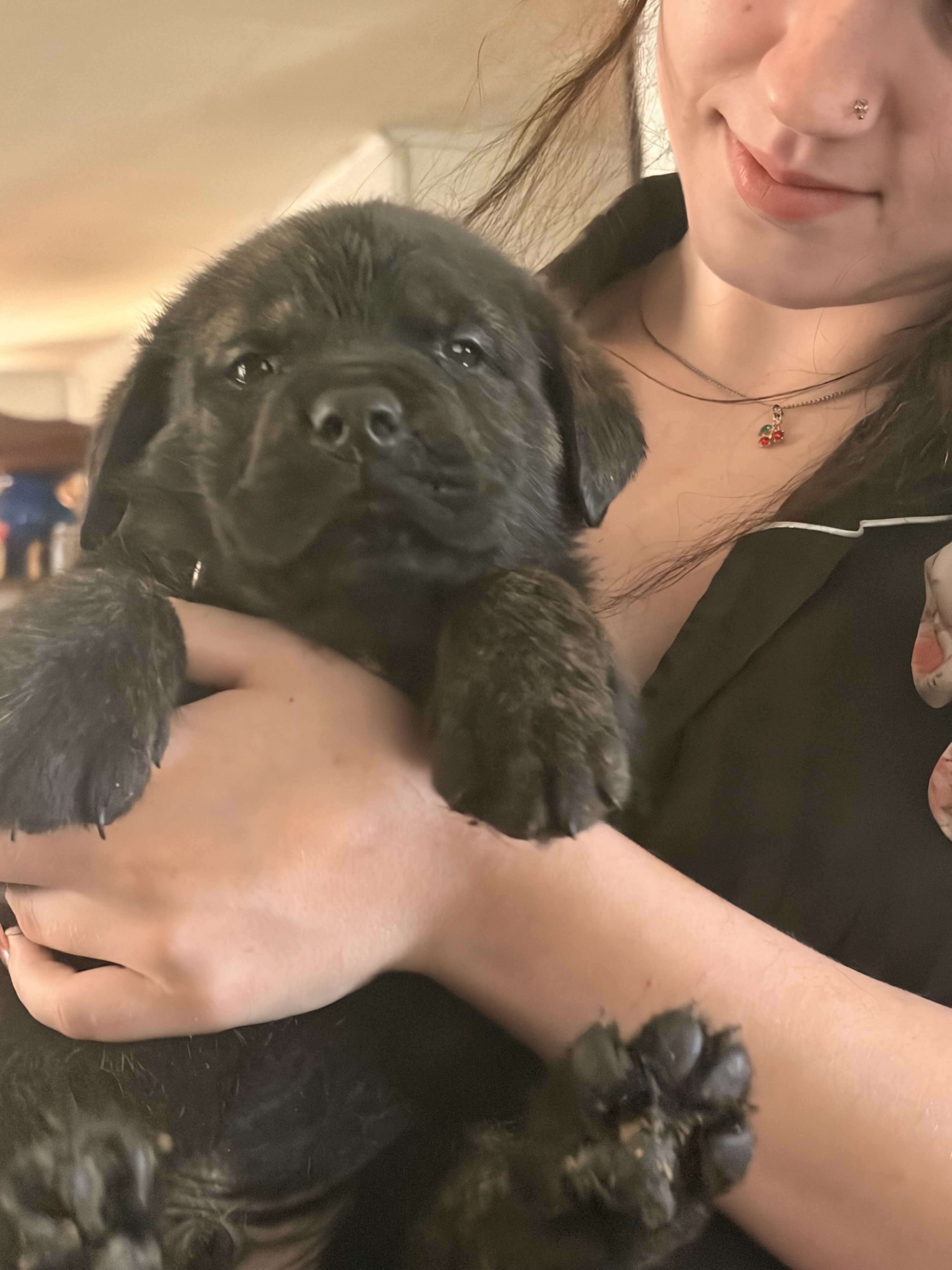 Masterweiler for rehoming image 2