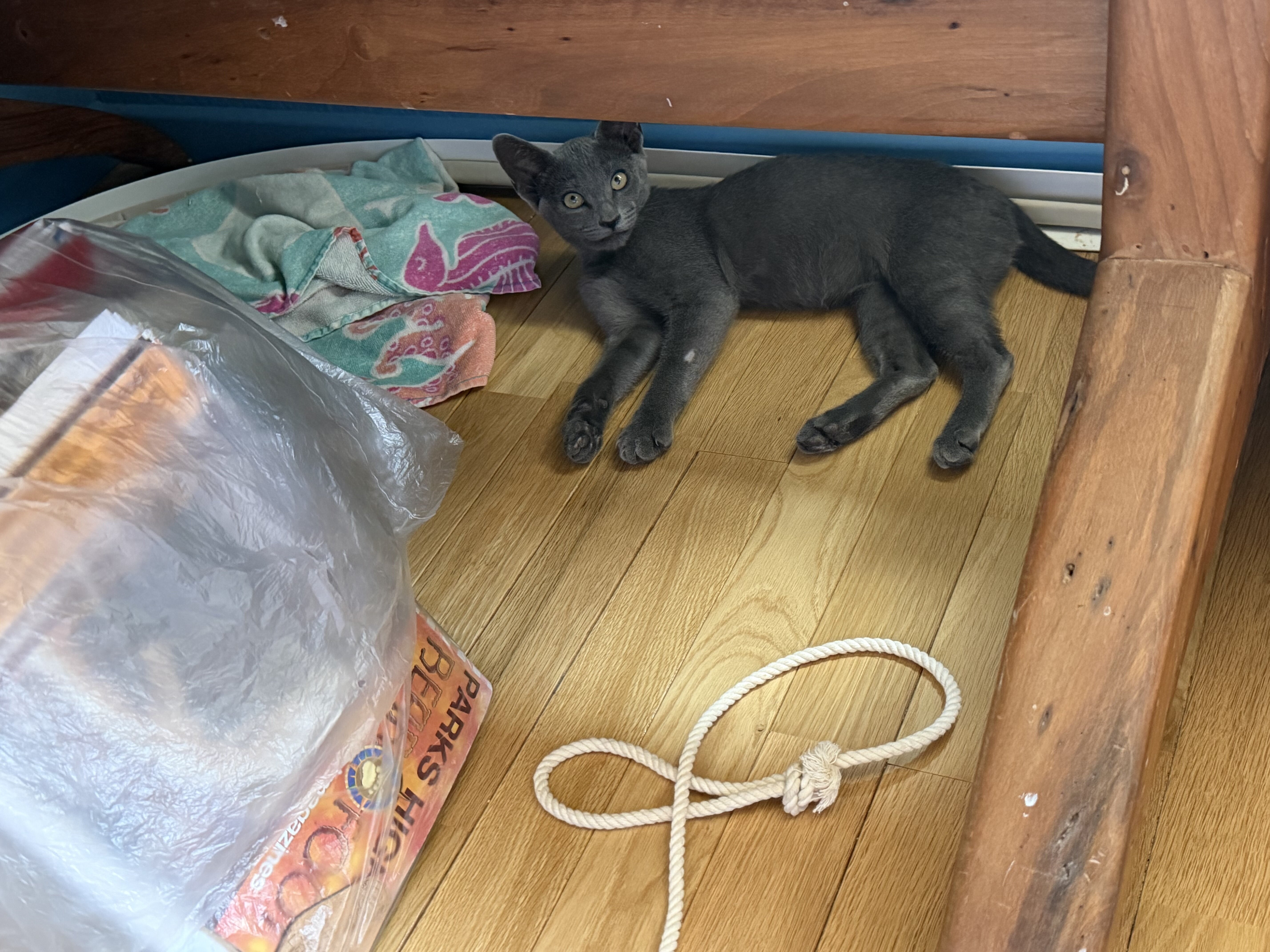 kittens image 2
