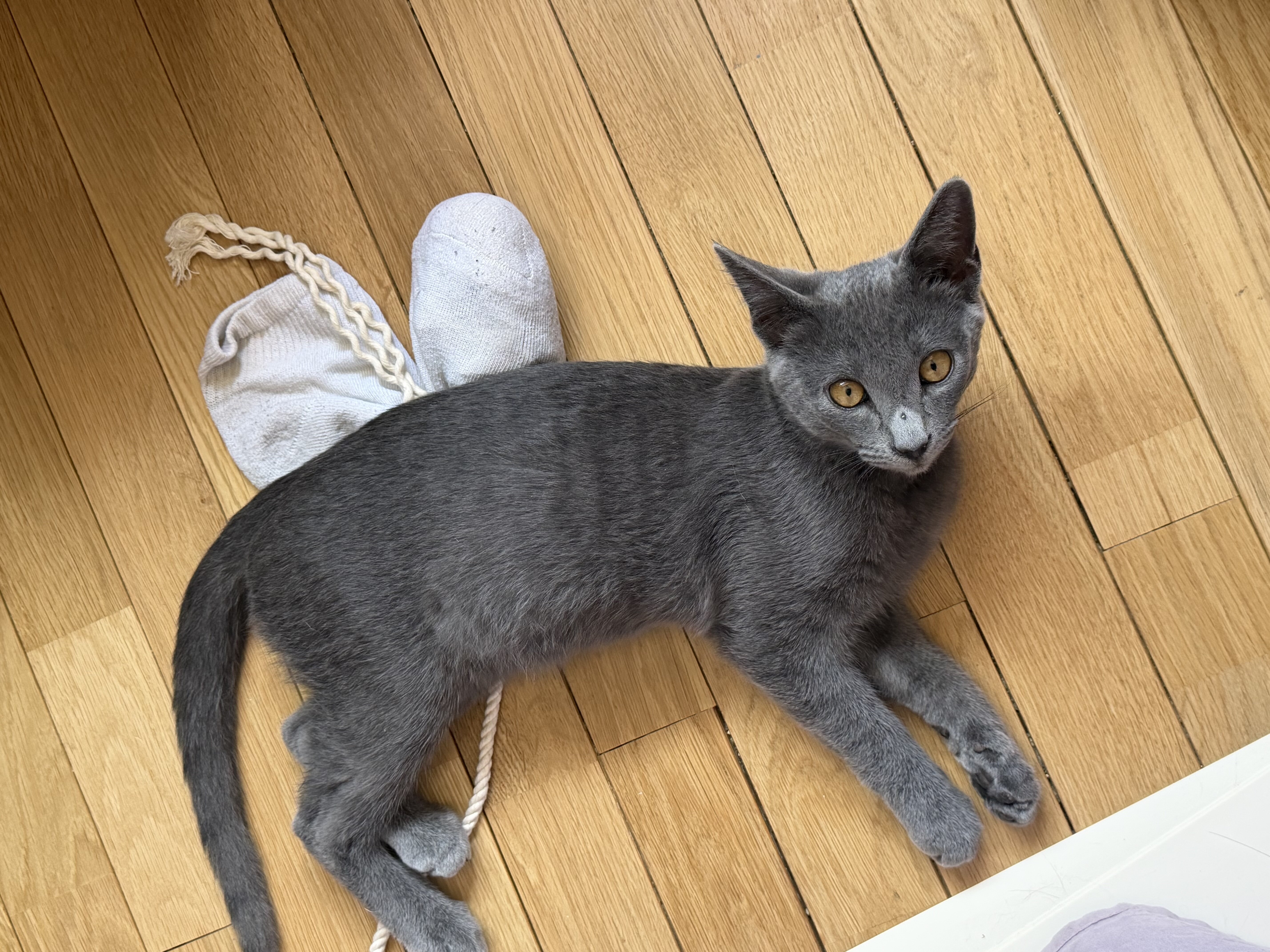 kittens image 1