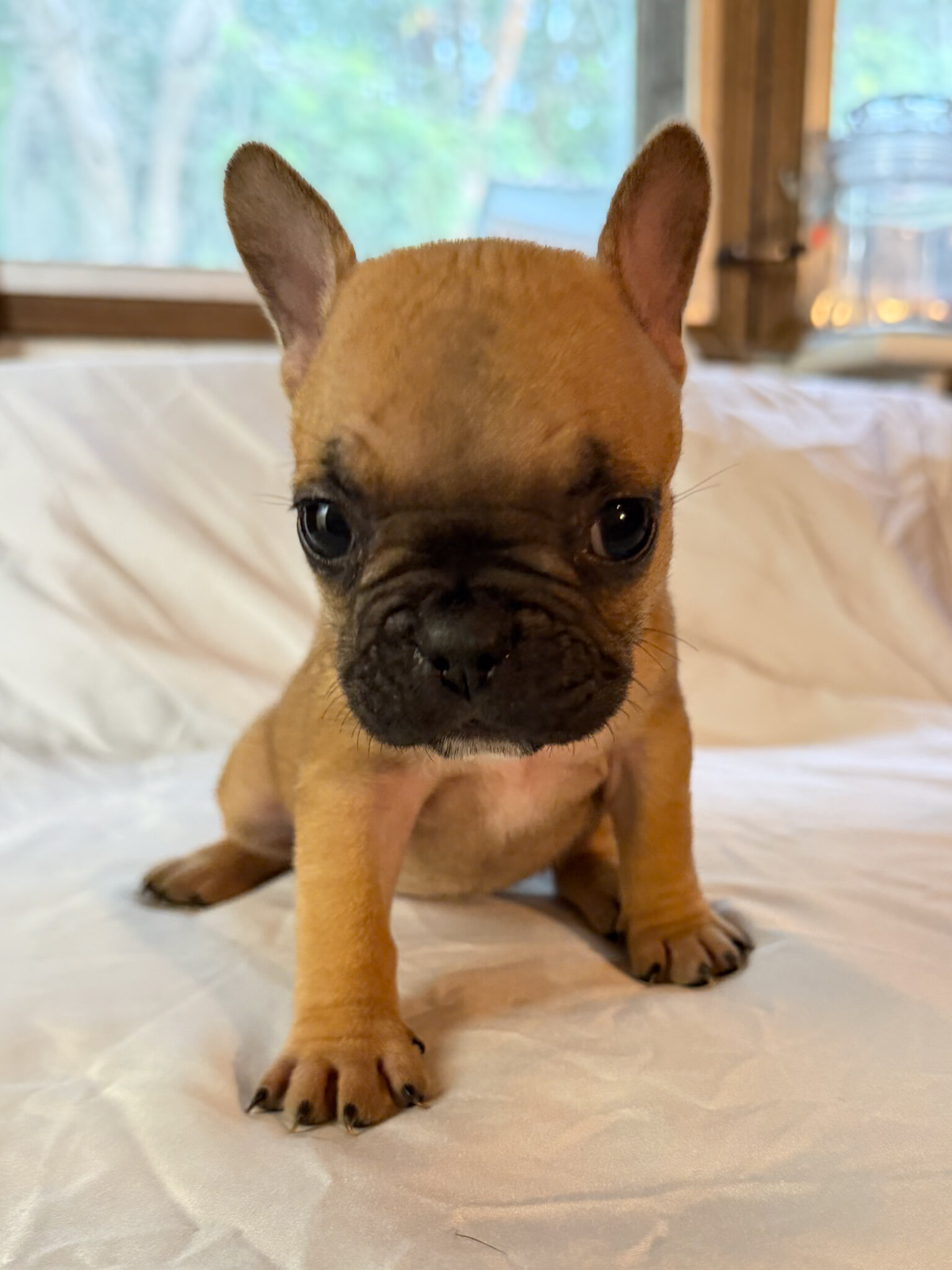 Frenchton Puppies image 1