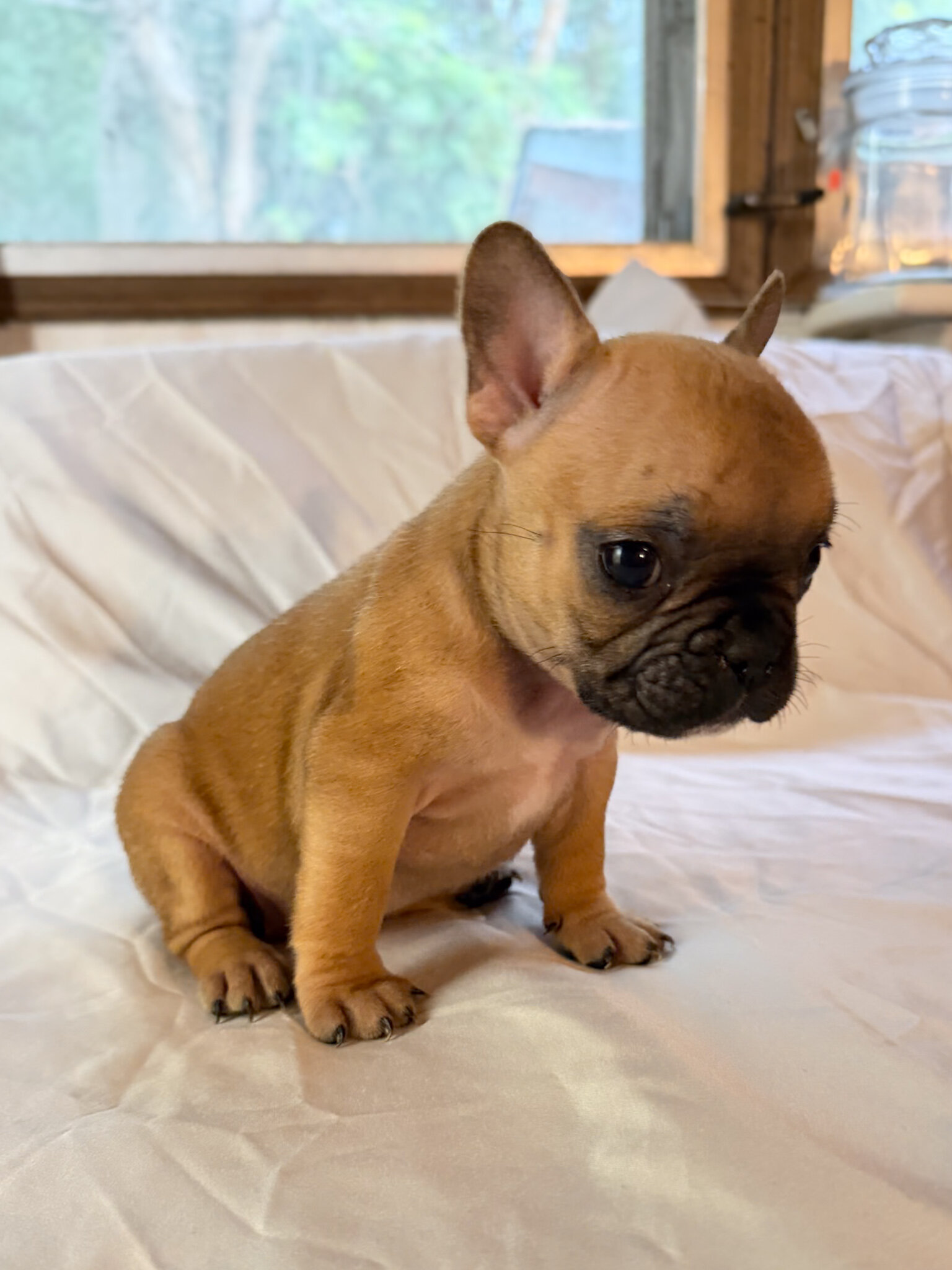 Frenchton Puppies image 2