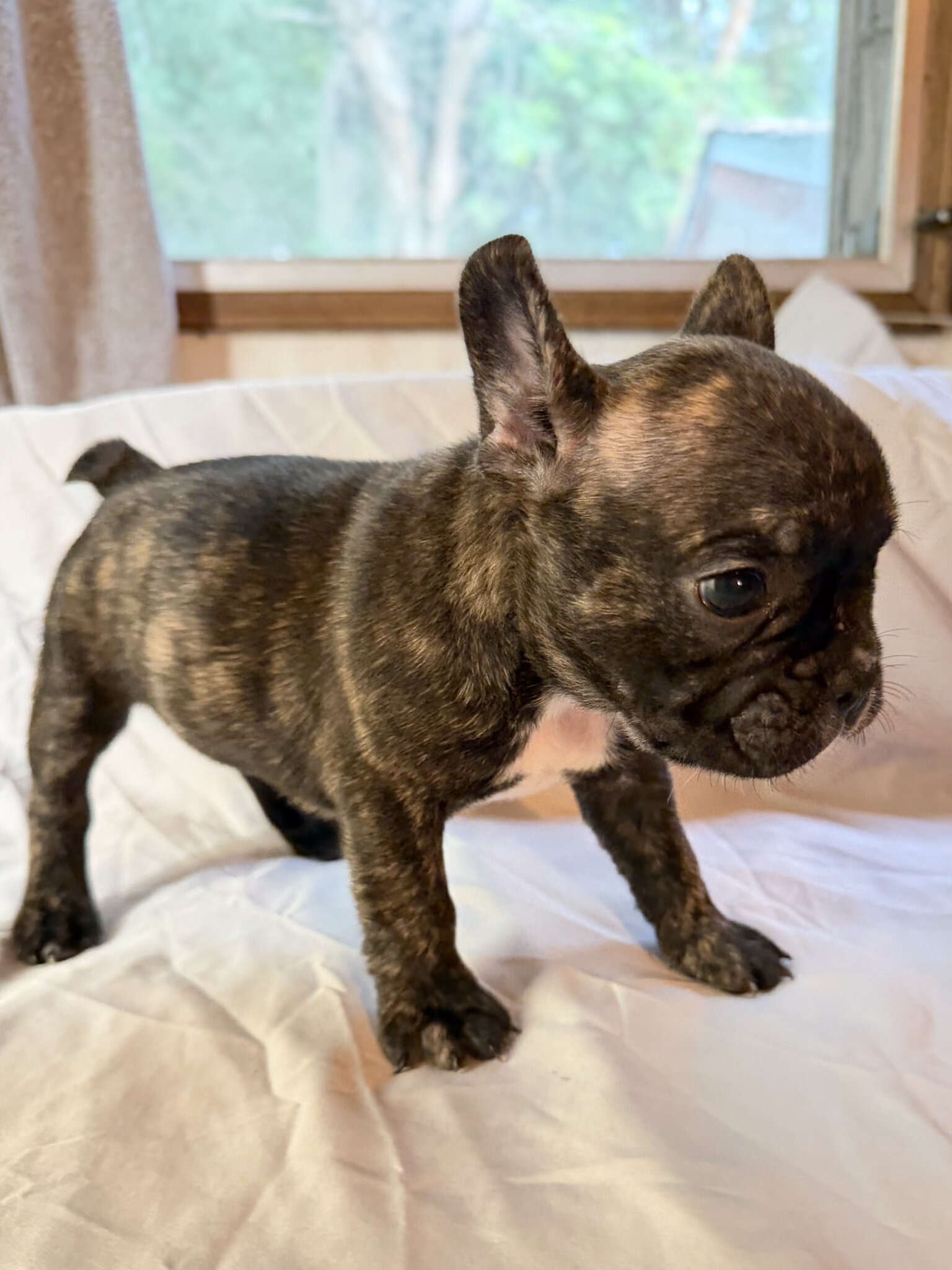 Frenchton Puppies image 3