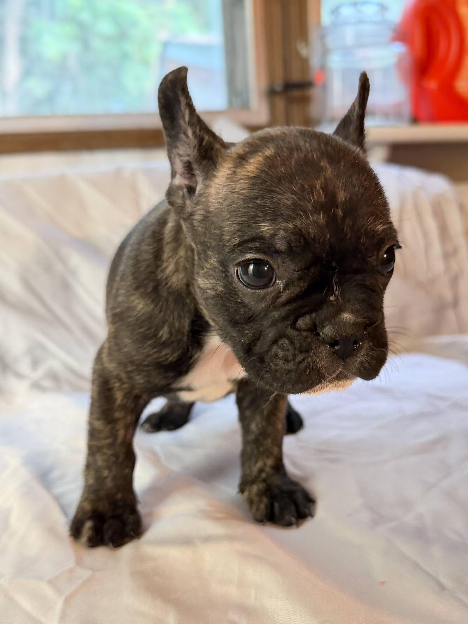 Frenchton Puppies image 4