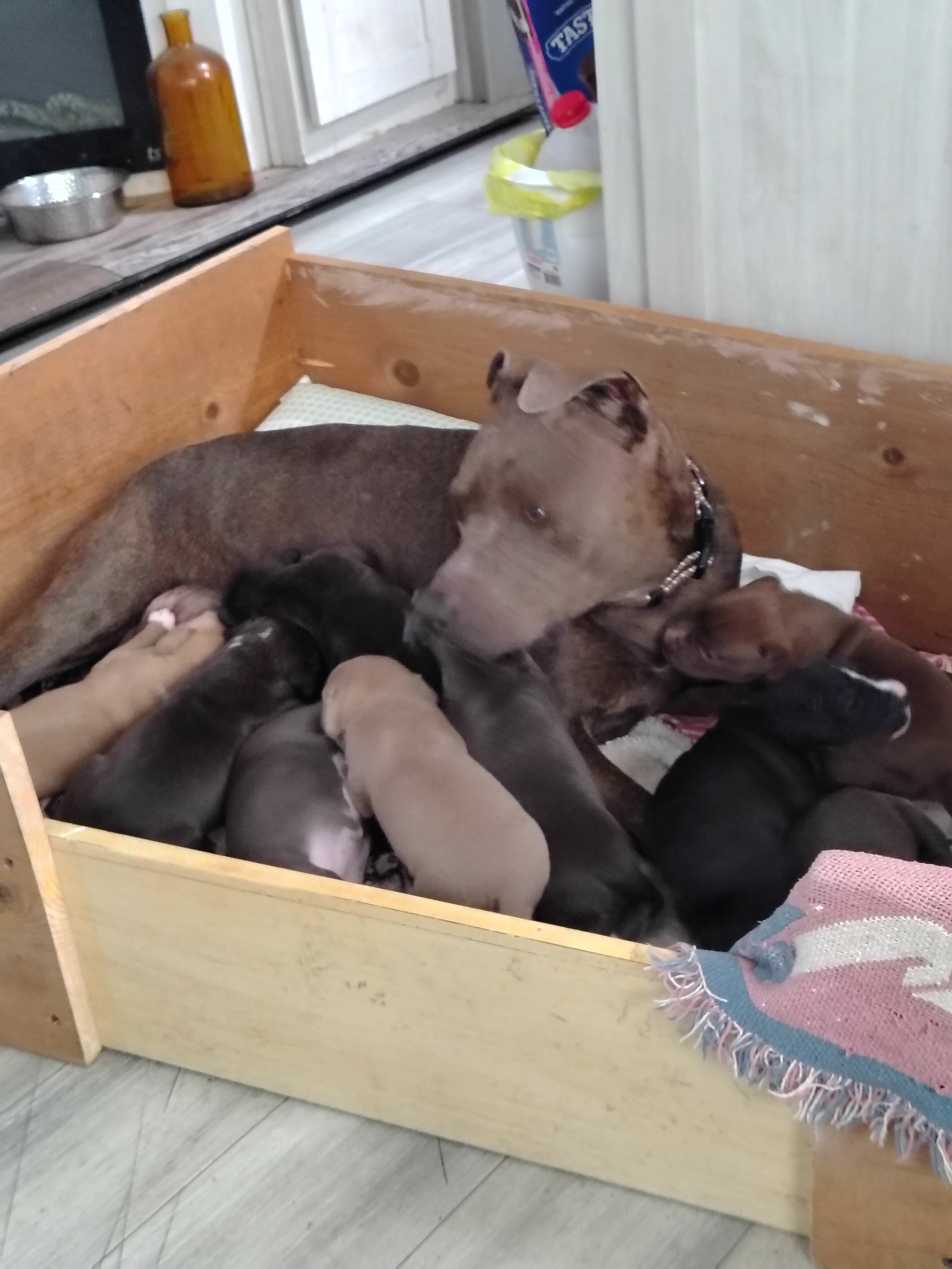 Pitbull puppies  1 male 3 girls image 6