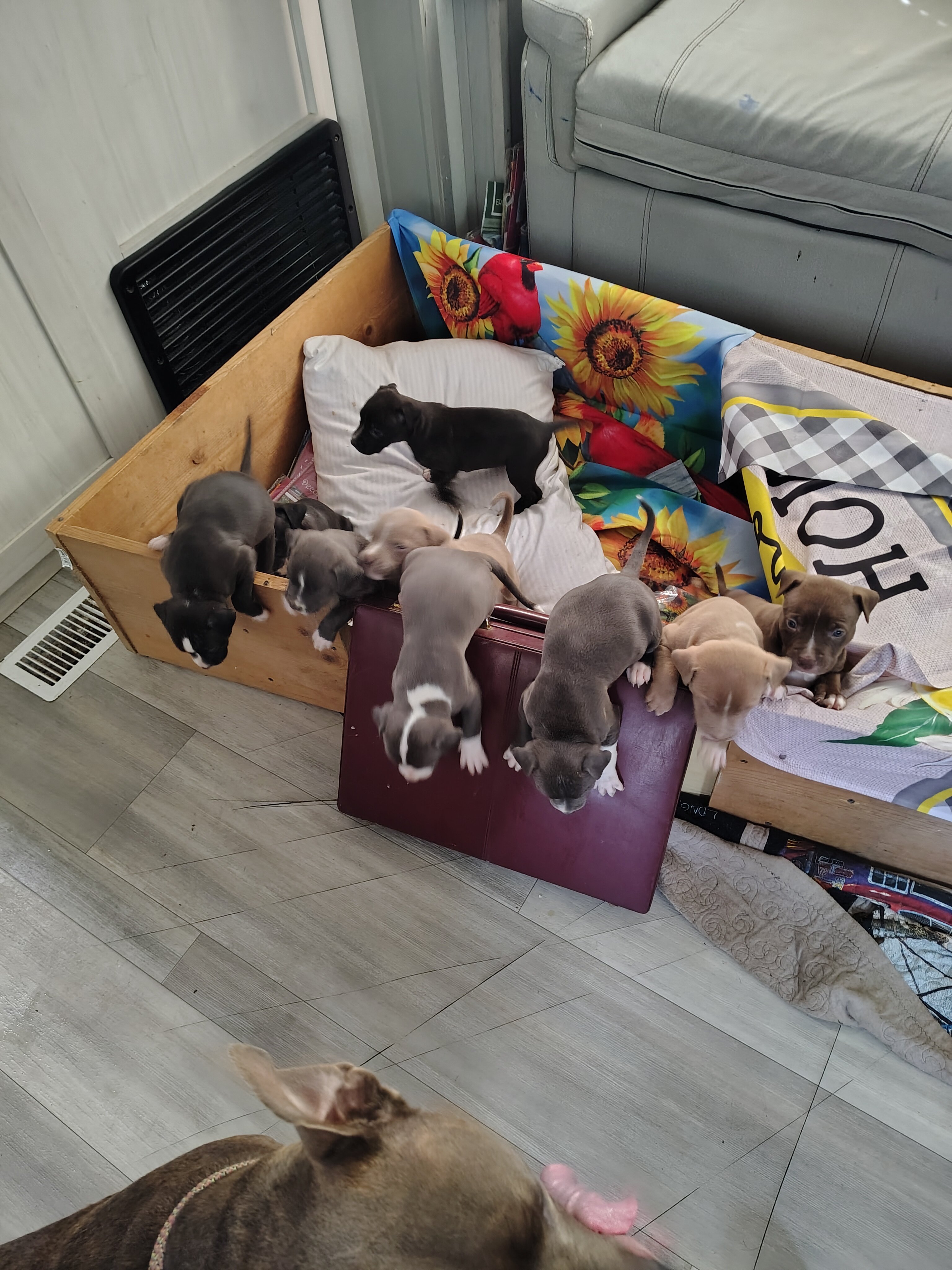 Pitbull puppies  1 male 3 girls image 1