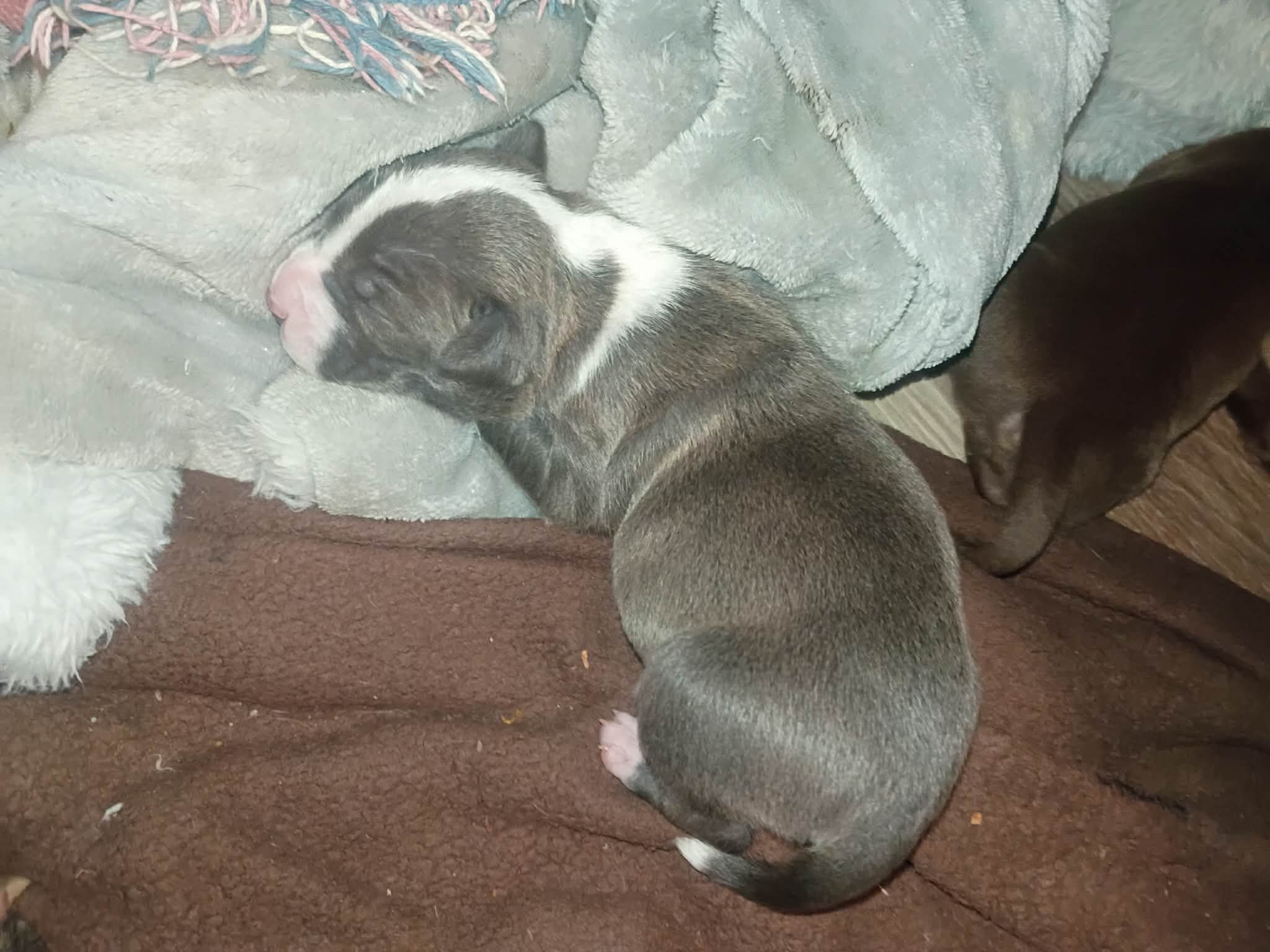 Pitbull puppies  1 male 3 girls image 4