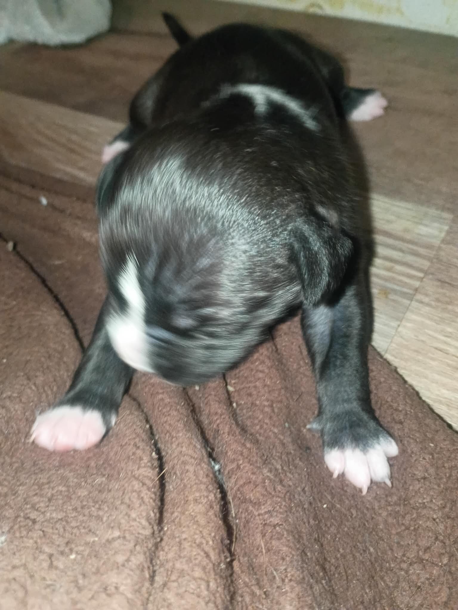 Pitbull puppies  1 male 3 girls image 3