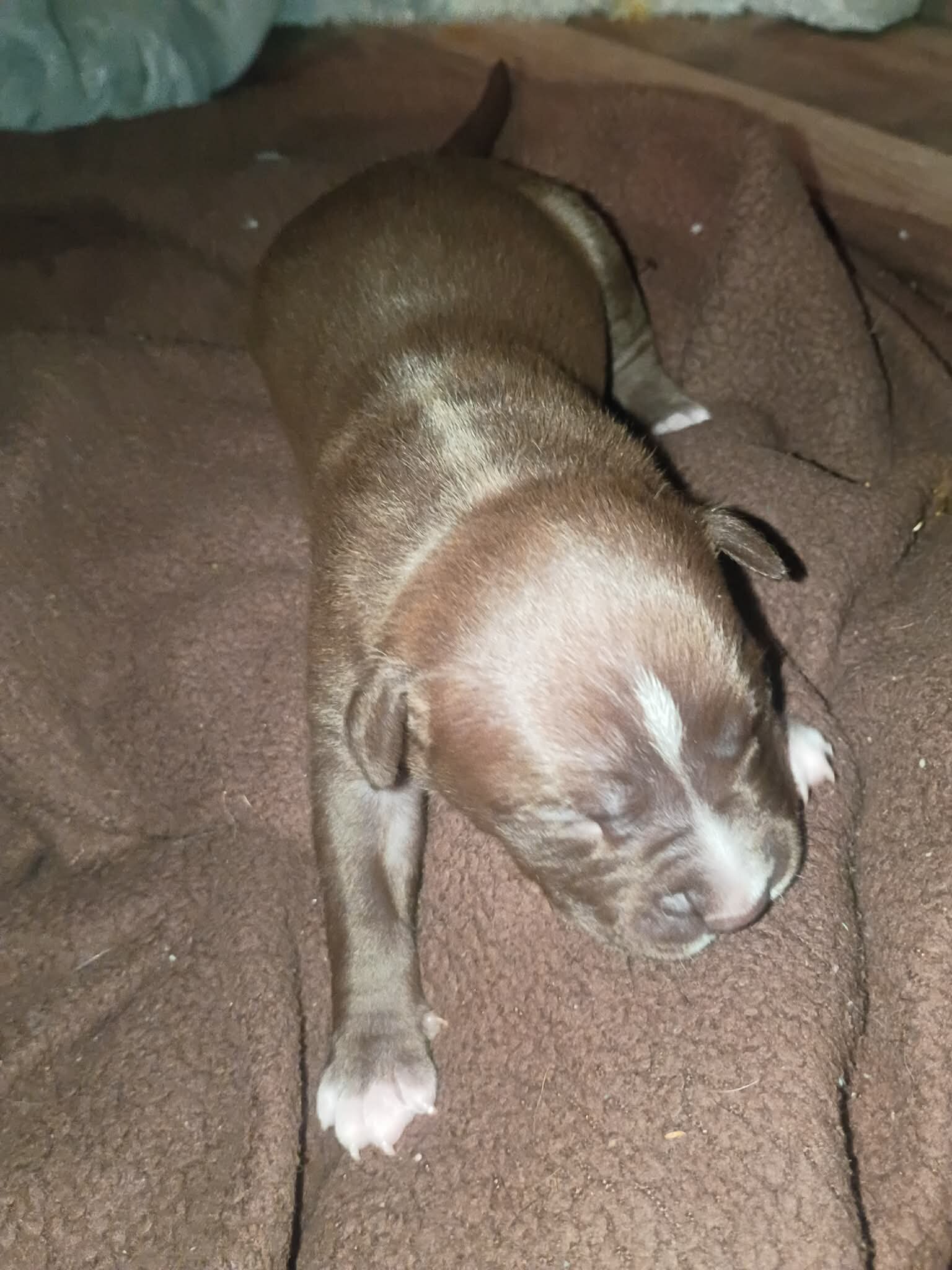 Pitbull puppies  1 male 3 girls image 2