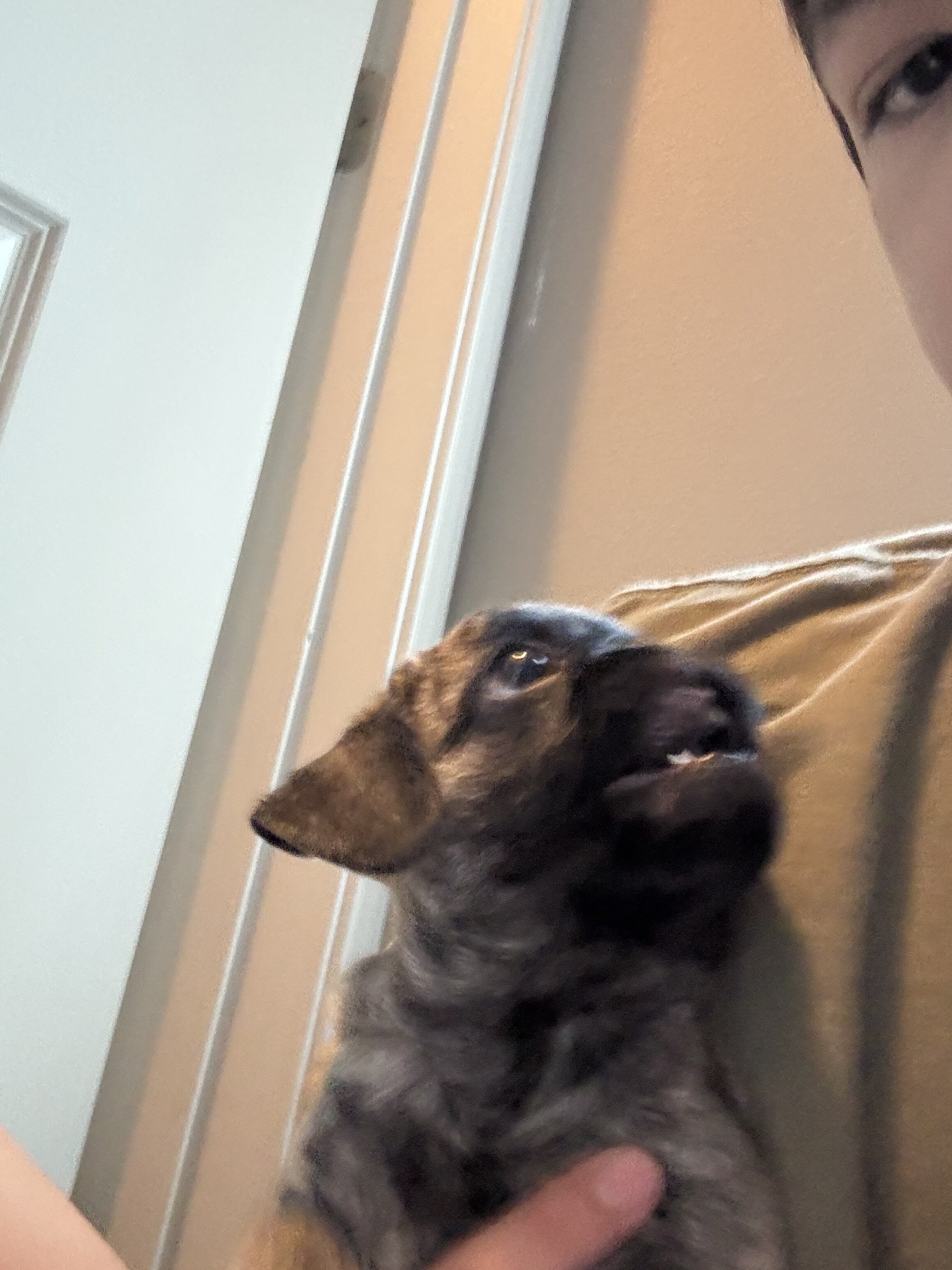 Brindle pug for sale image 4