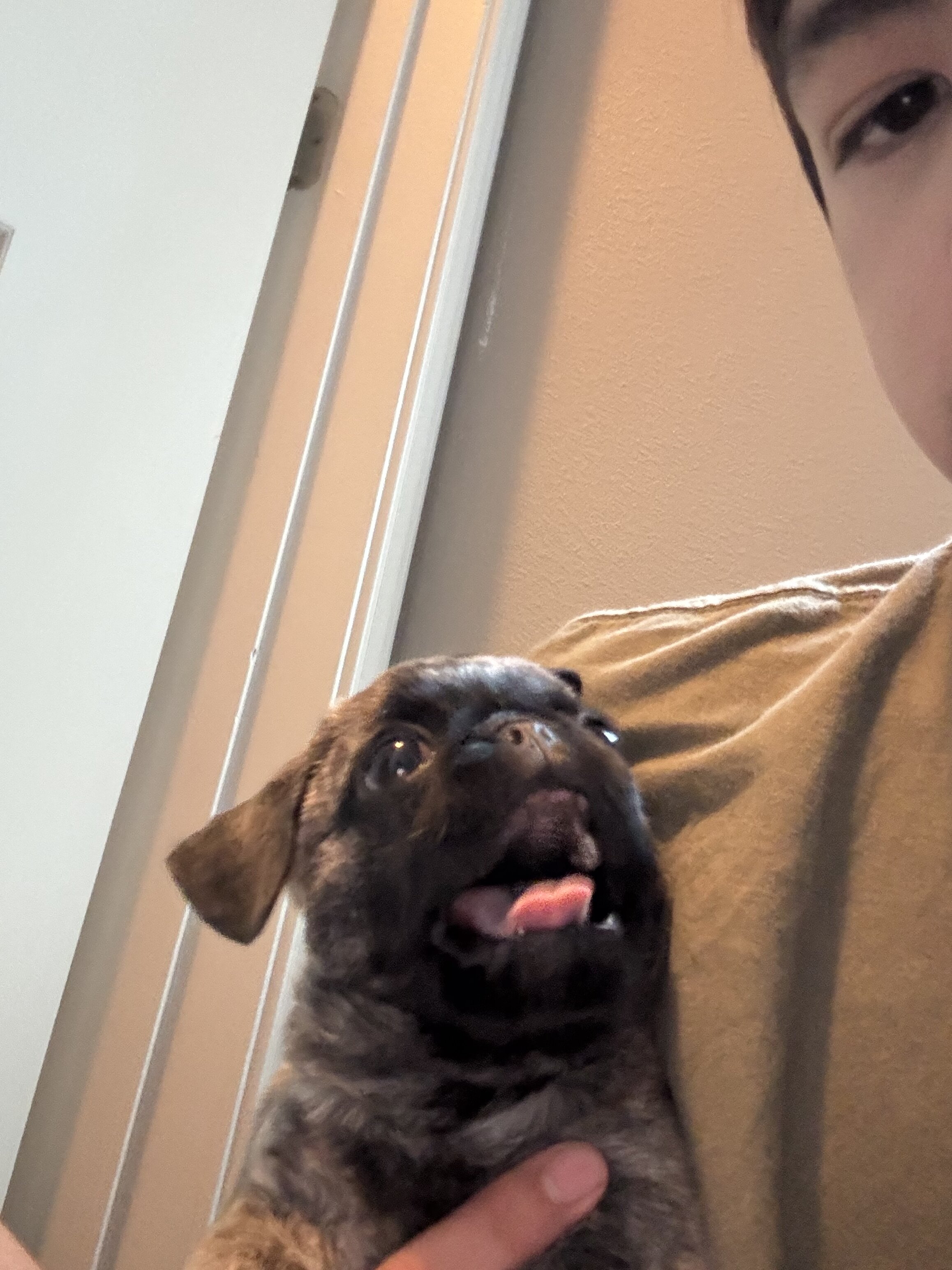 Brindle pug for sale image 3