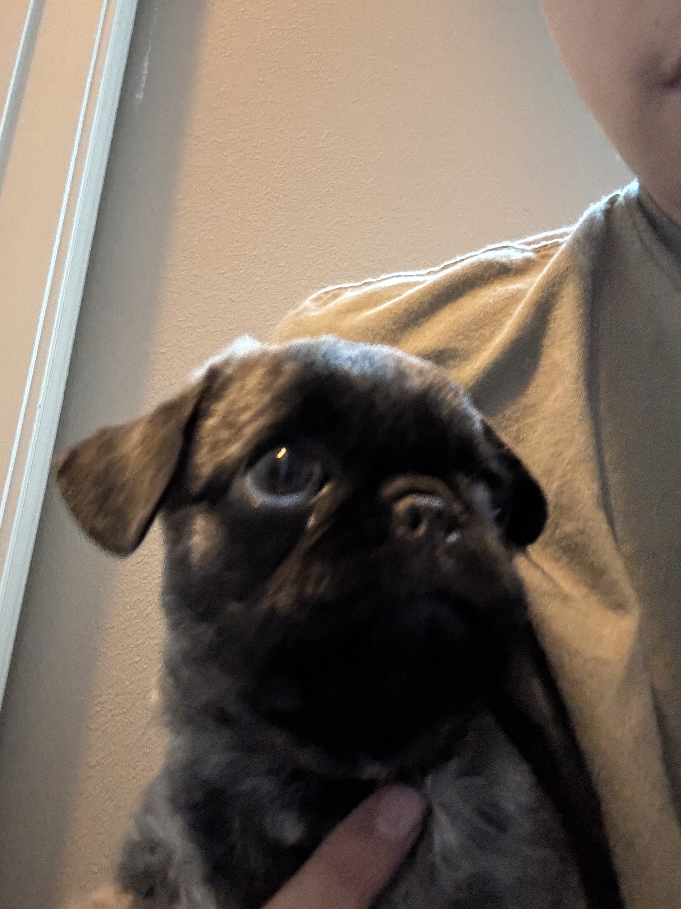 Brindle pug for sale image 2