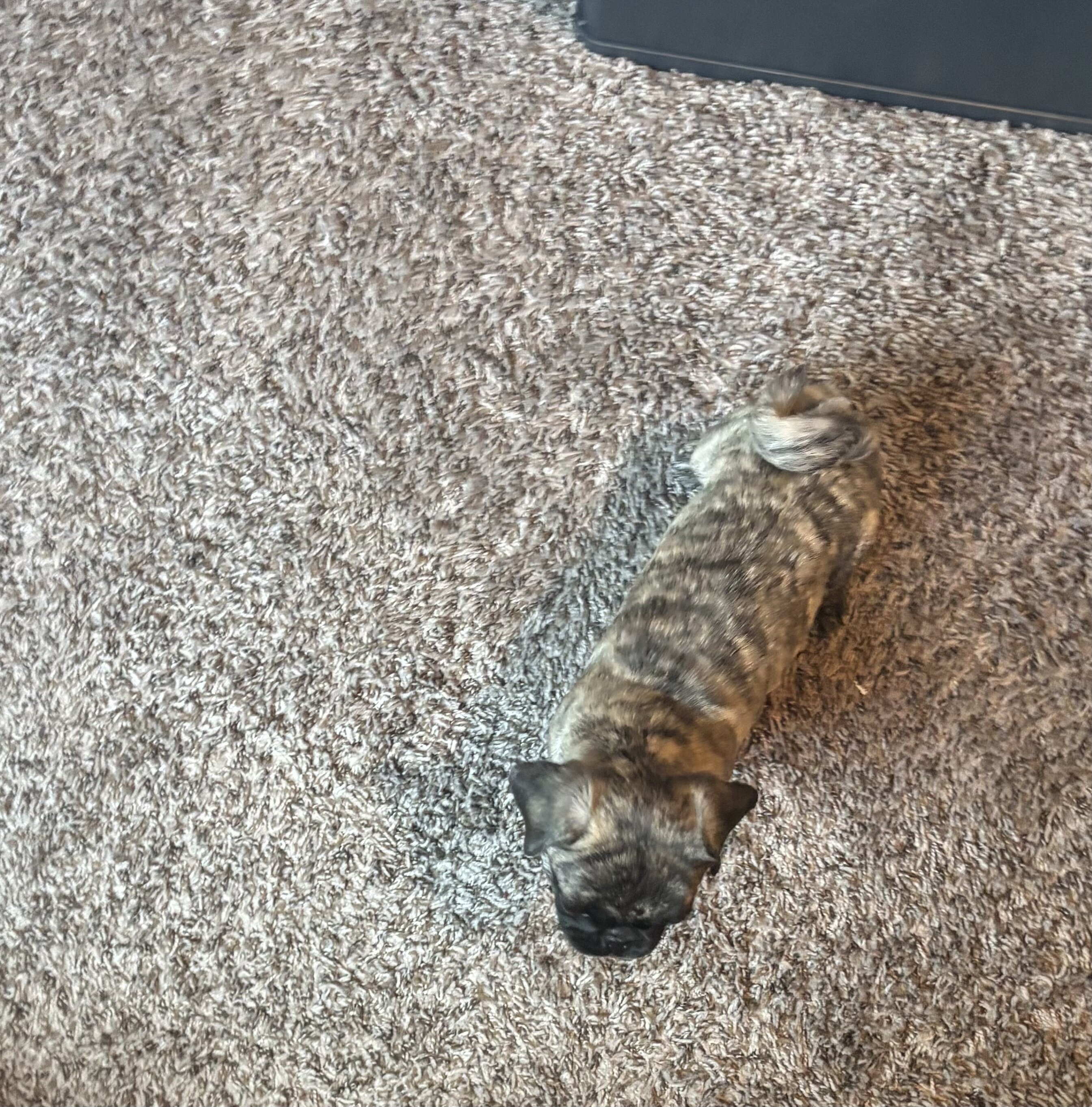 Brindle pug for sale image 1