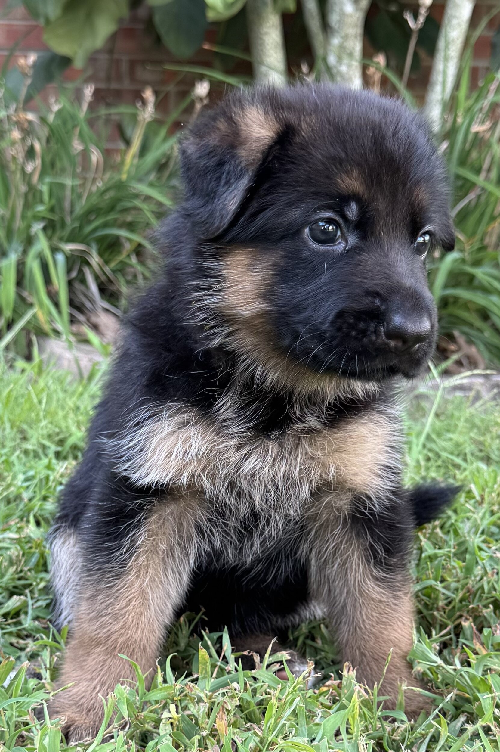 GERMAN SHEPHARD AKC REGISTERED PUPPIES image 2