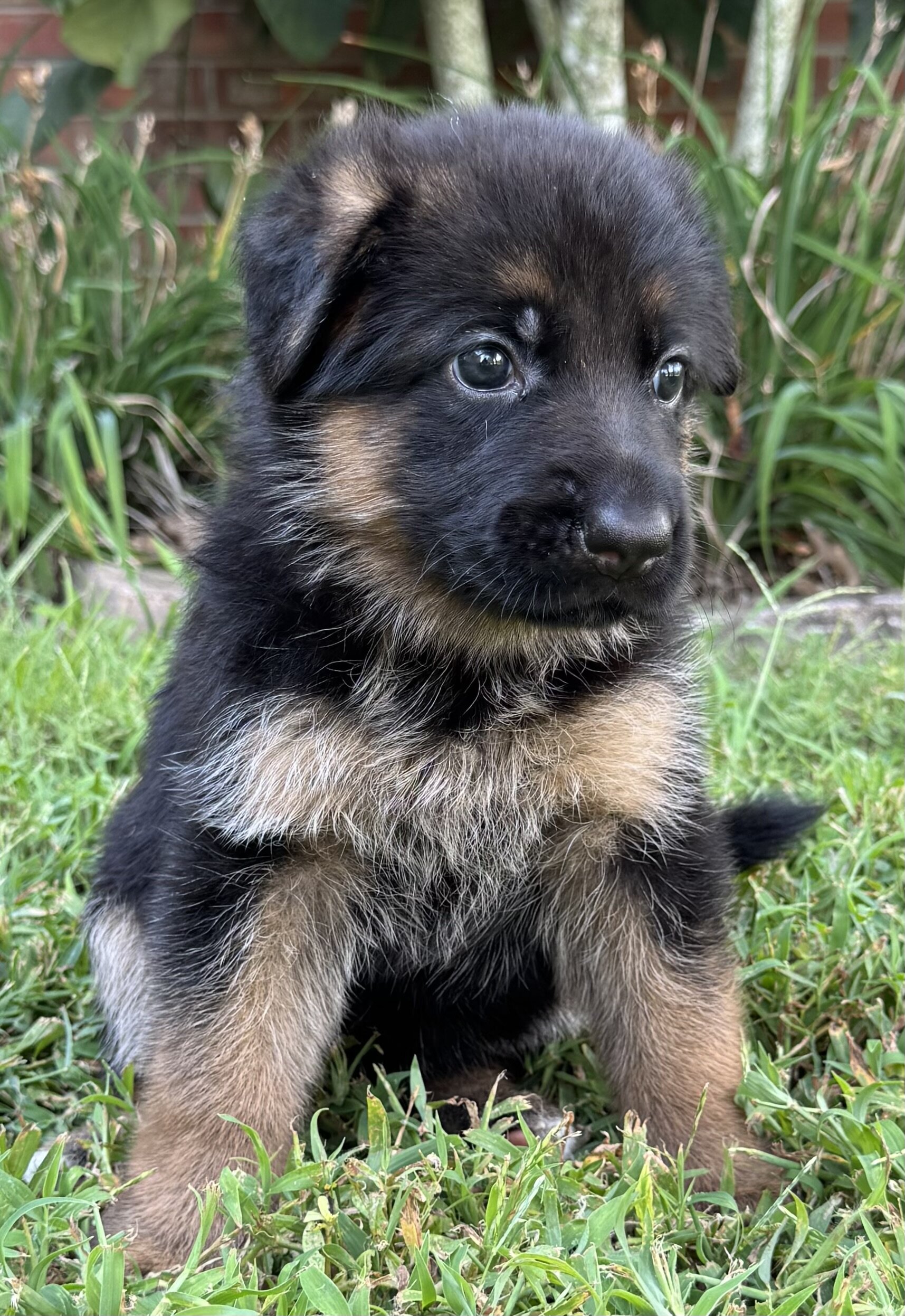 GERMAN SHEPHARD AKC REGISTERED PUPPIES image 1