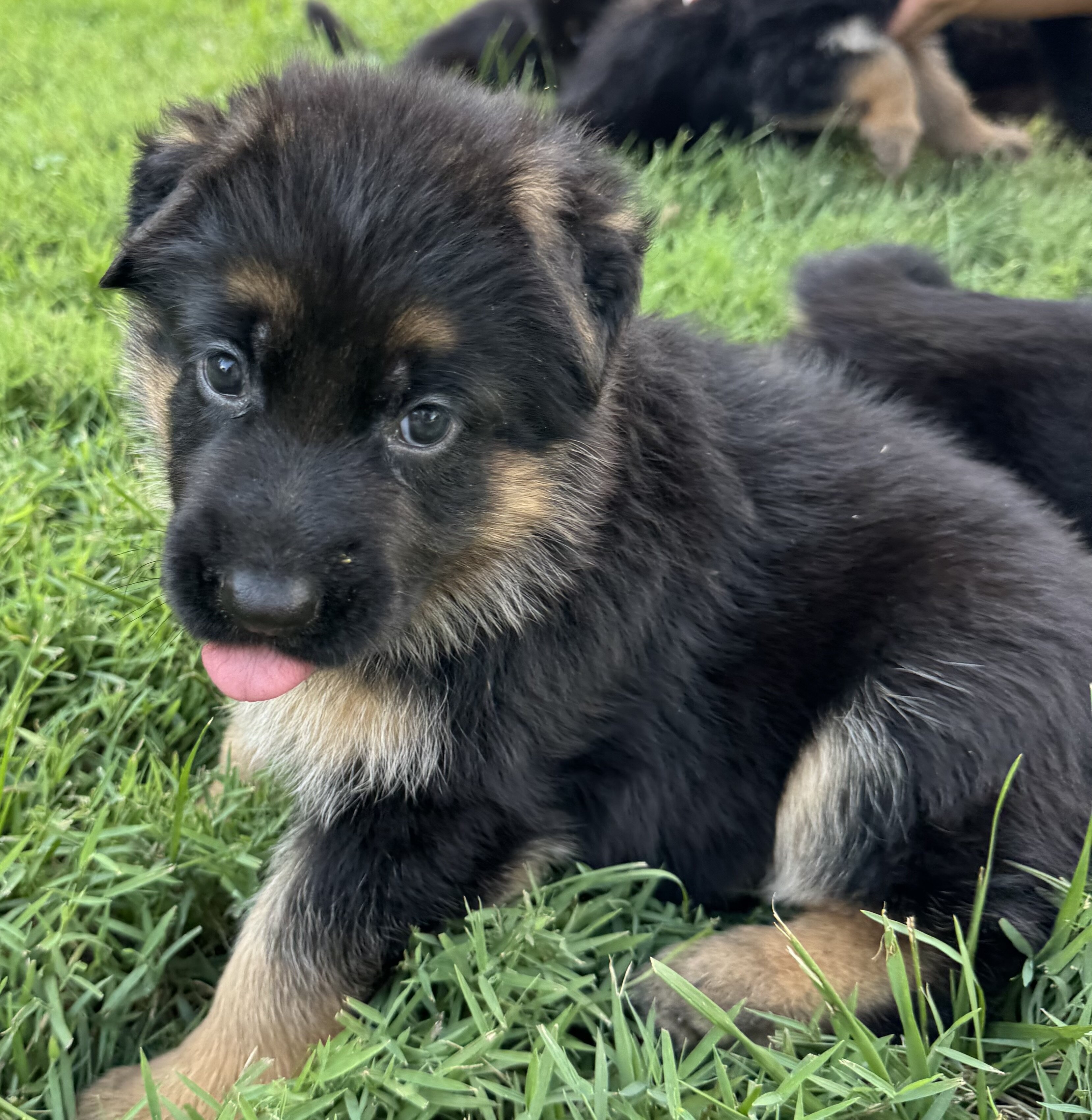 GERMAN SHEPHARD AKC REGISTERED PUPPIES image 3