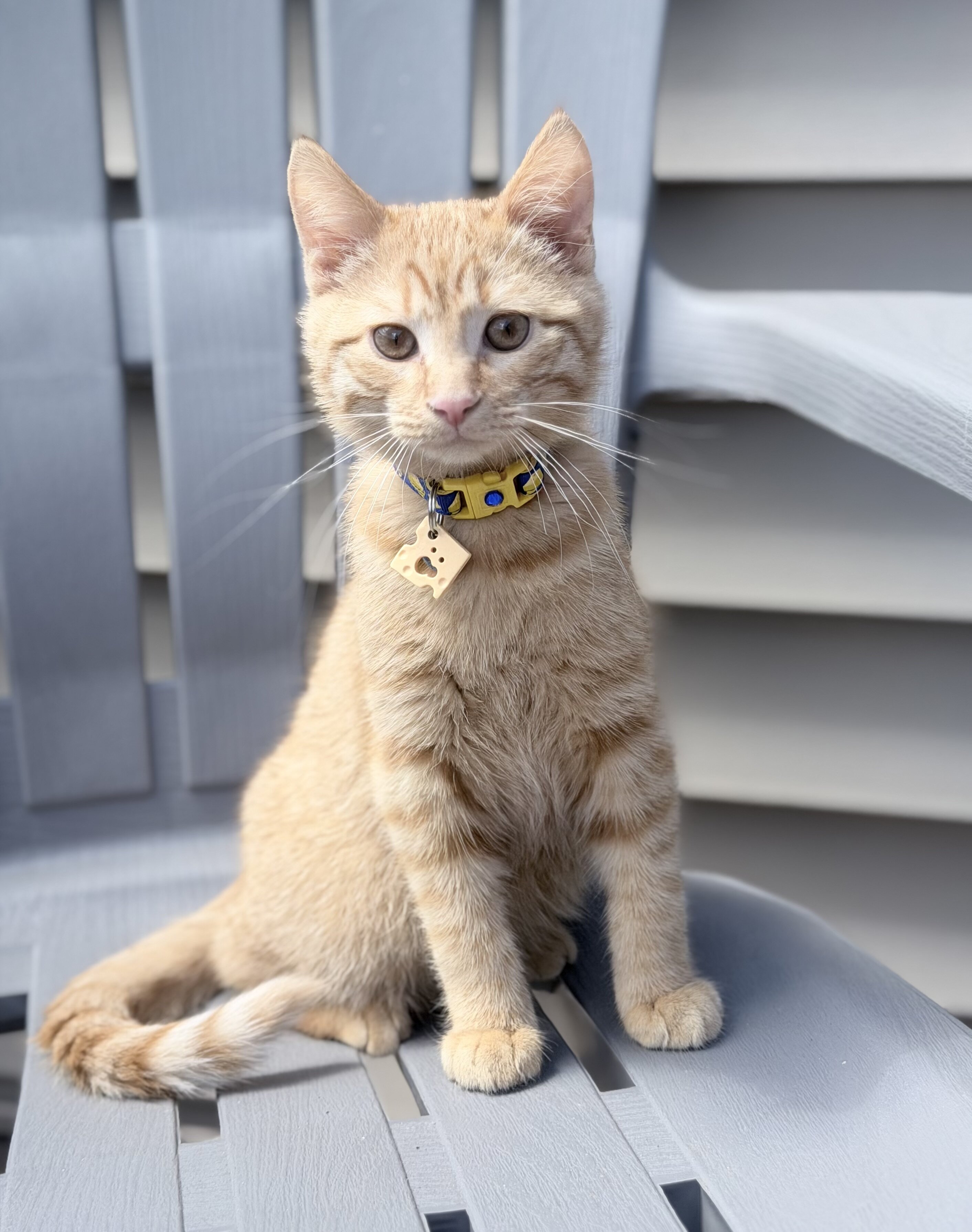 Kitten 7 months old male image 1