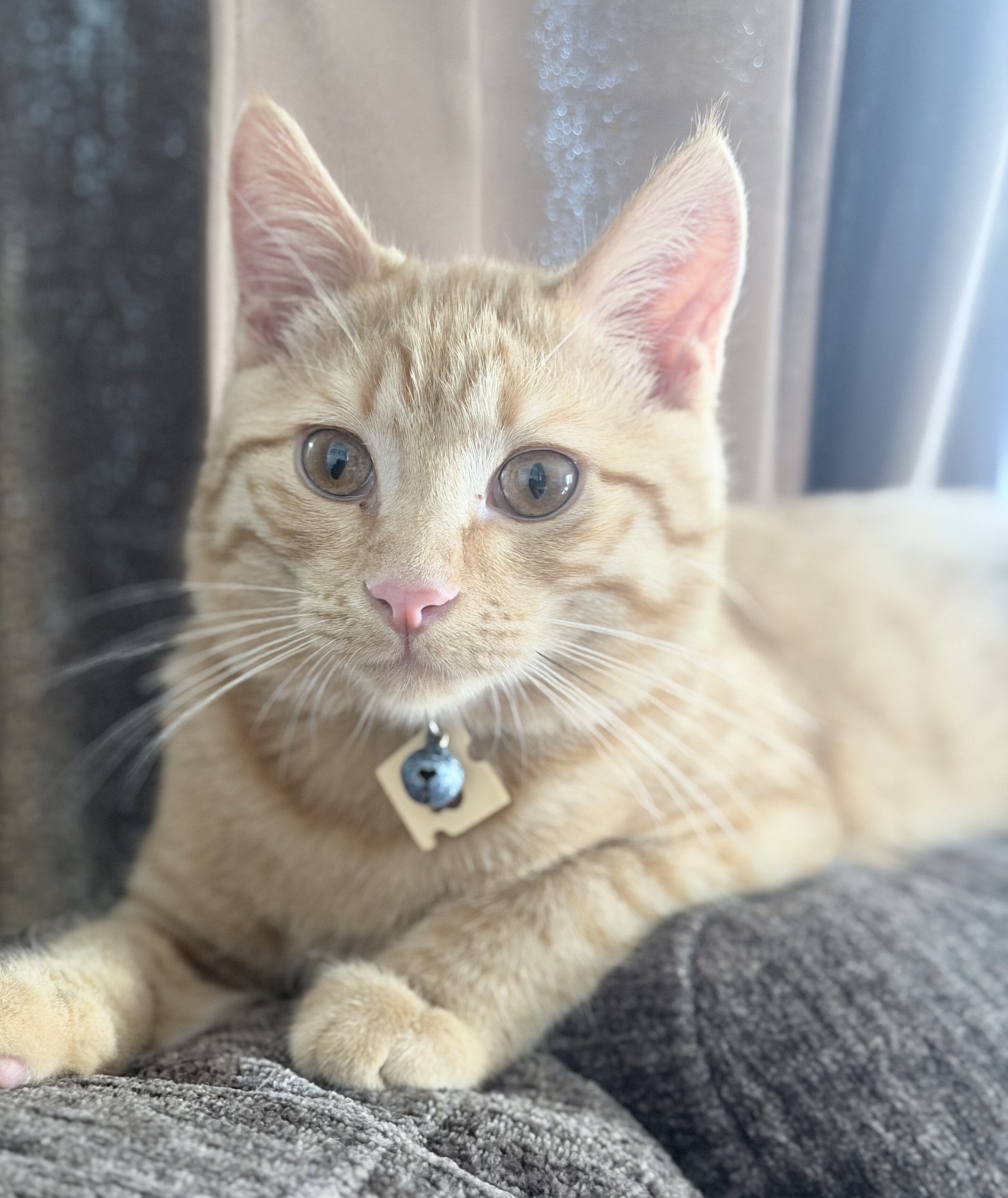 Kitten 7 months old male image 2