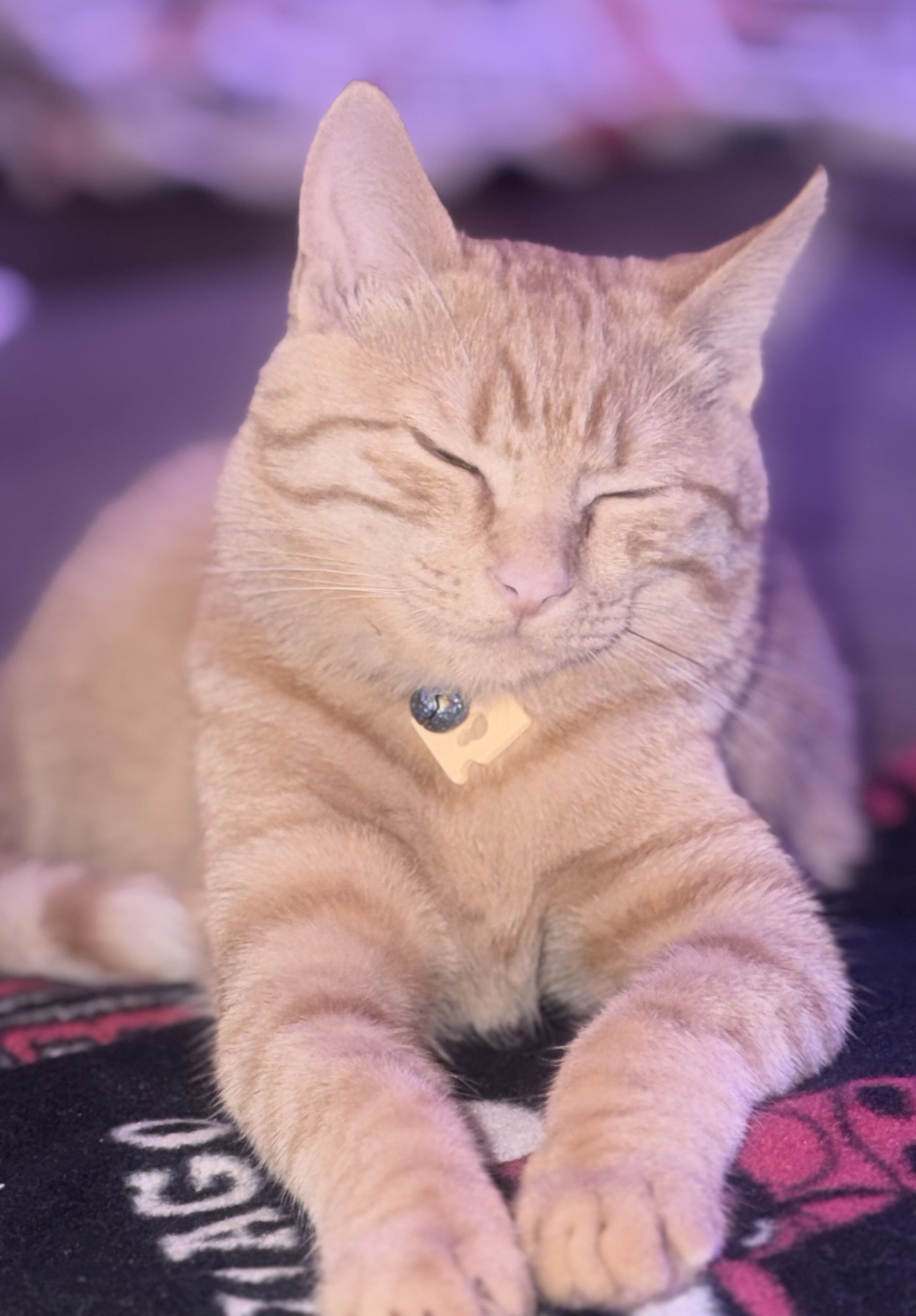 Kitten 7 months old male image 3
