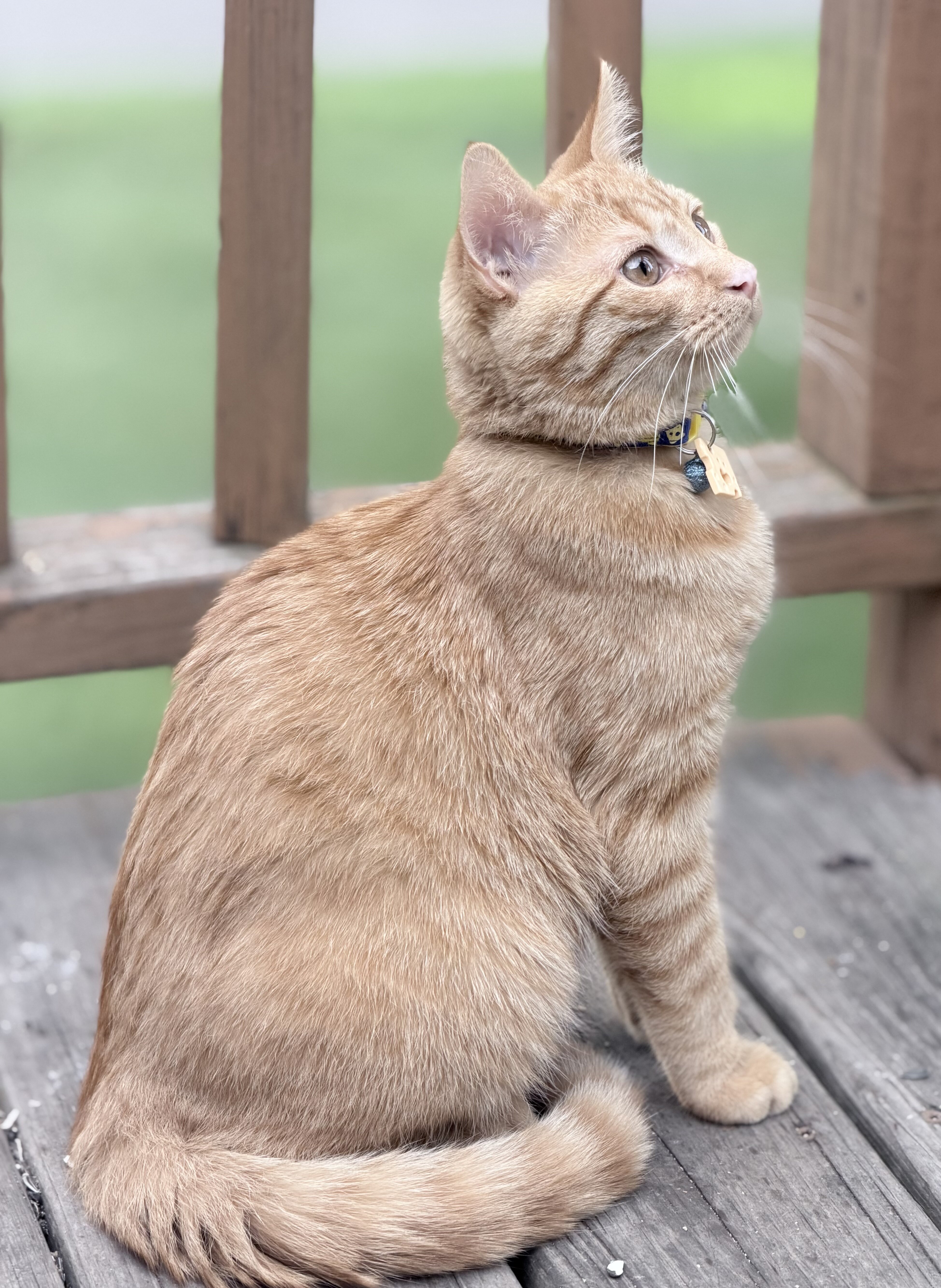 Kitten 7 months old male image 4