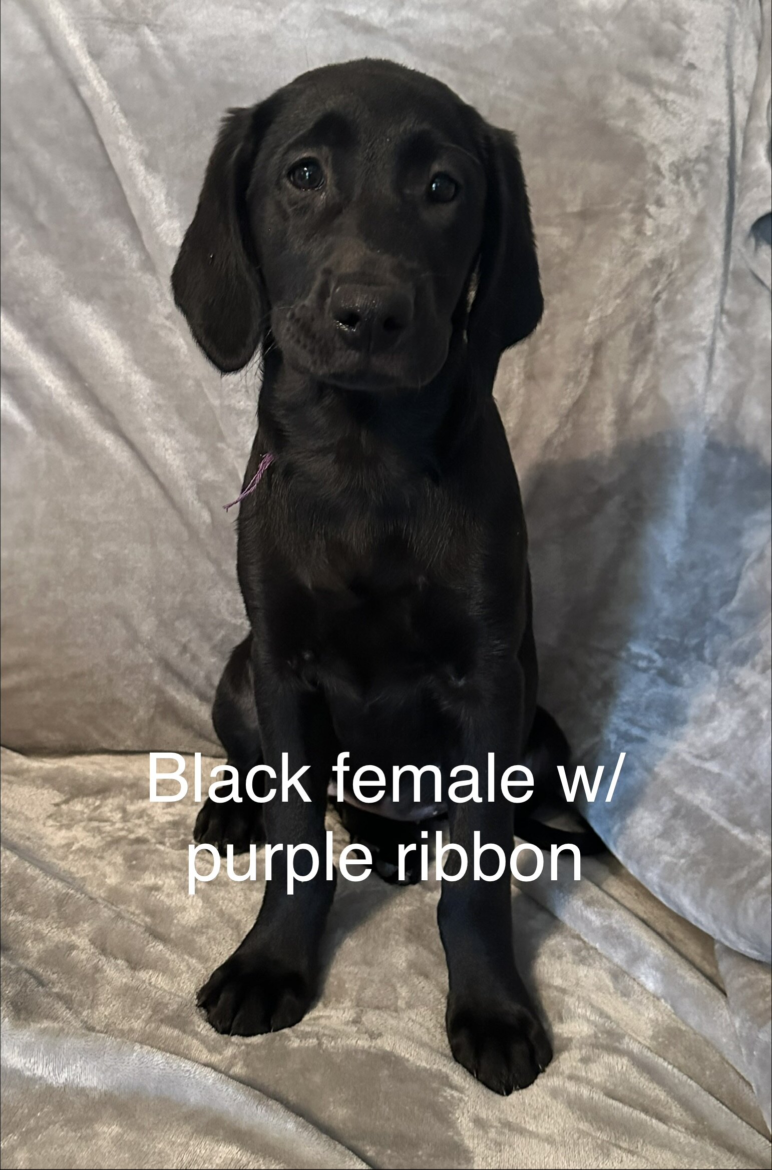 Black Female Labrador Retriever image 1