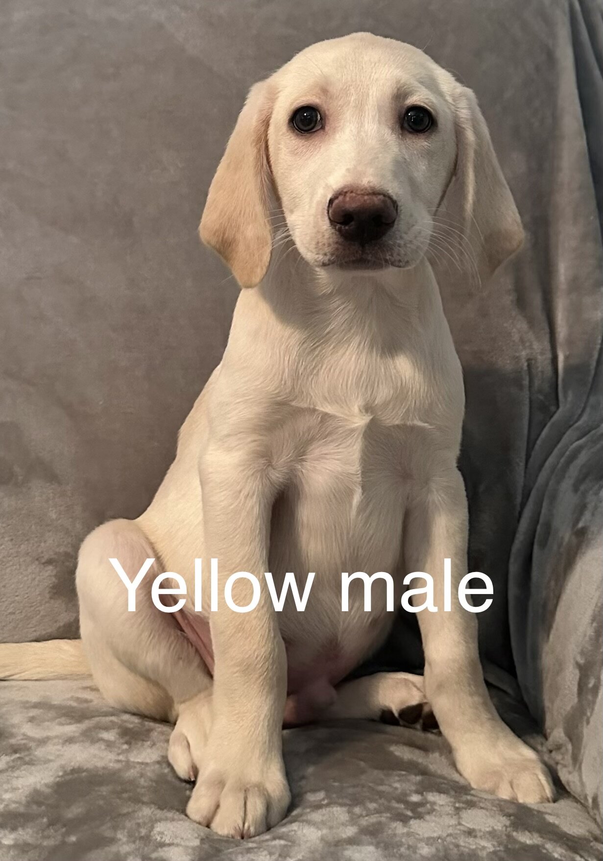 Yellow Labrador Retriever image 1