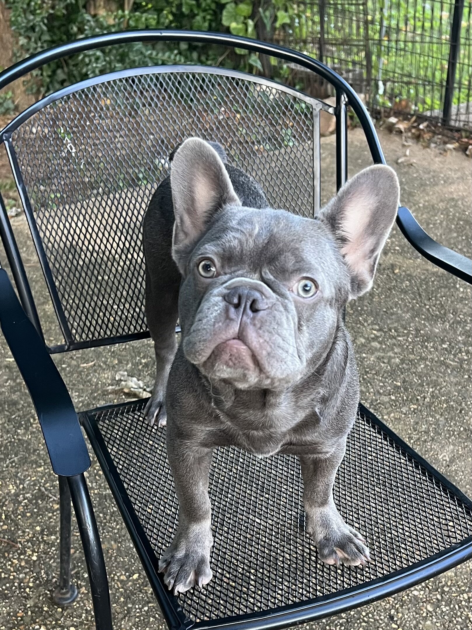 French Bulldog image 3