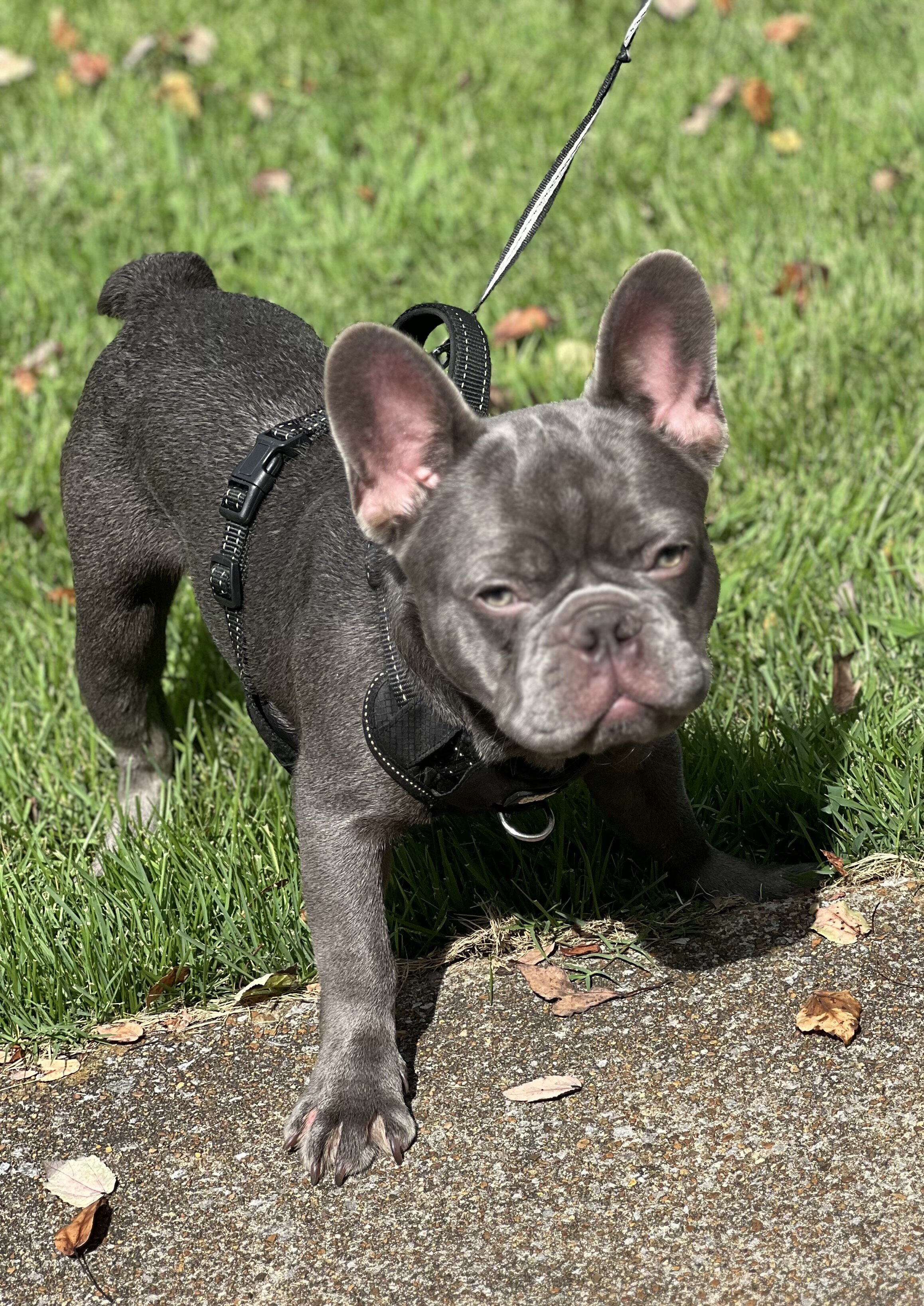 French Bulldog image 1