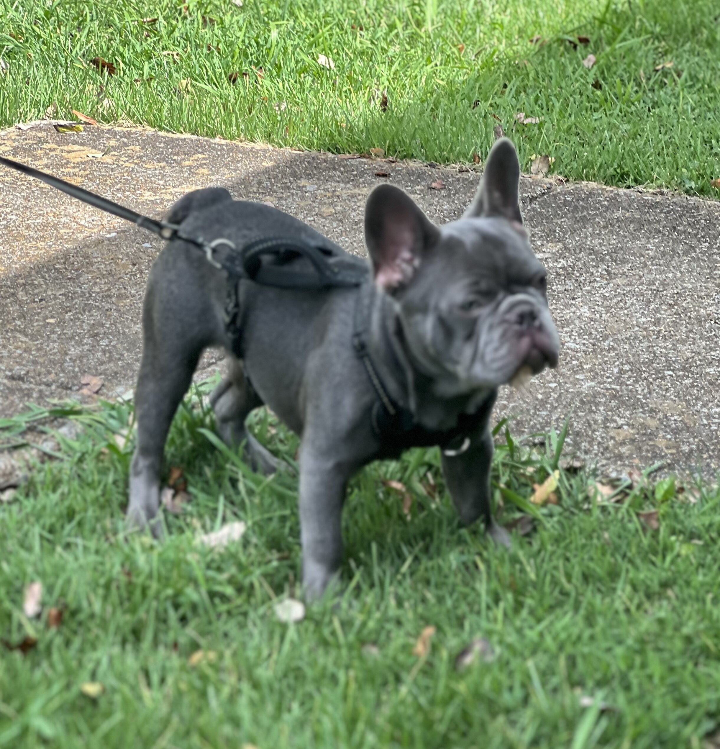 French Bulldog image 2