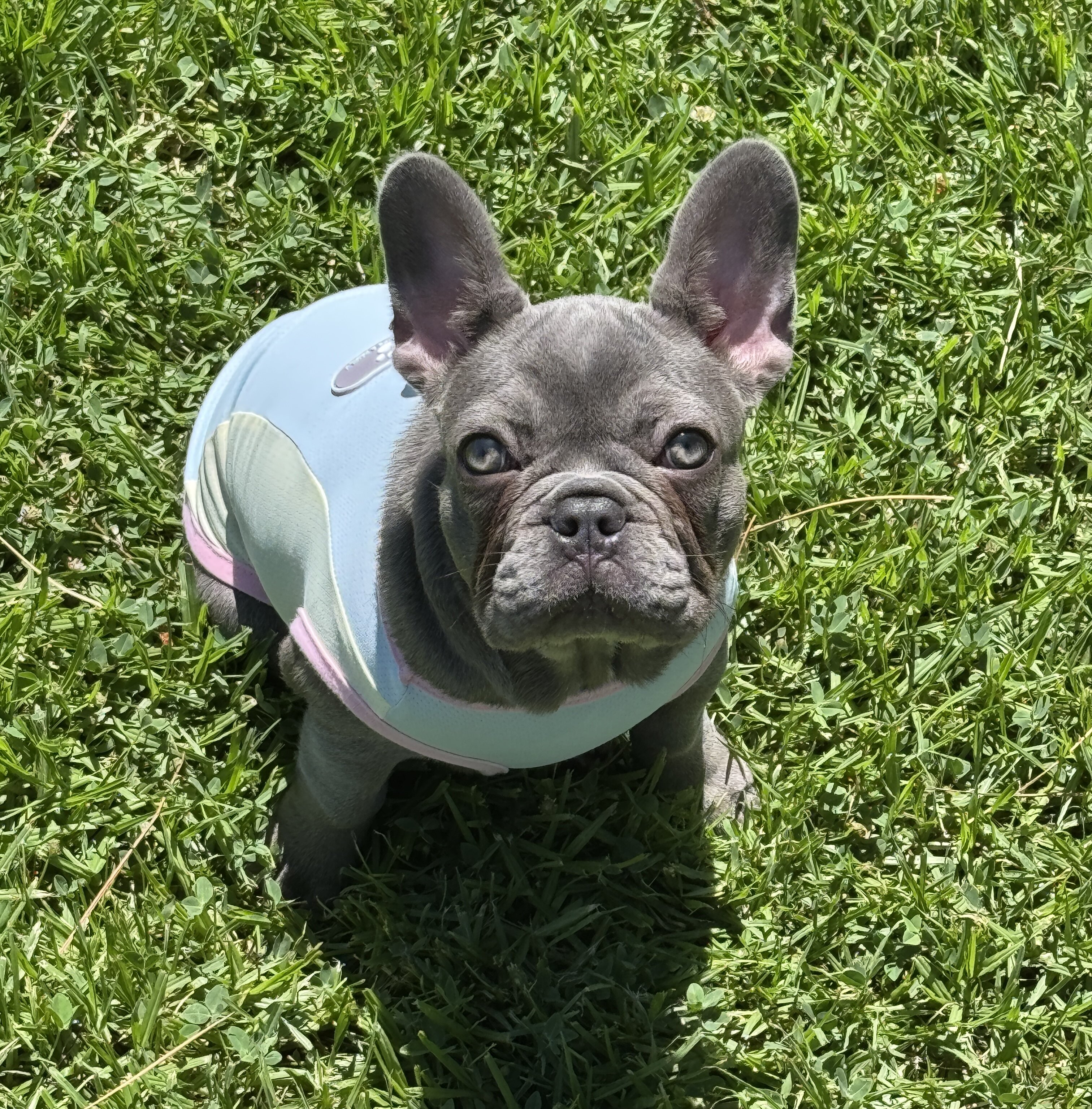 French Bulldog-Purebred-The Perfect Dog image 1