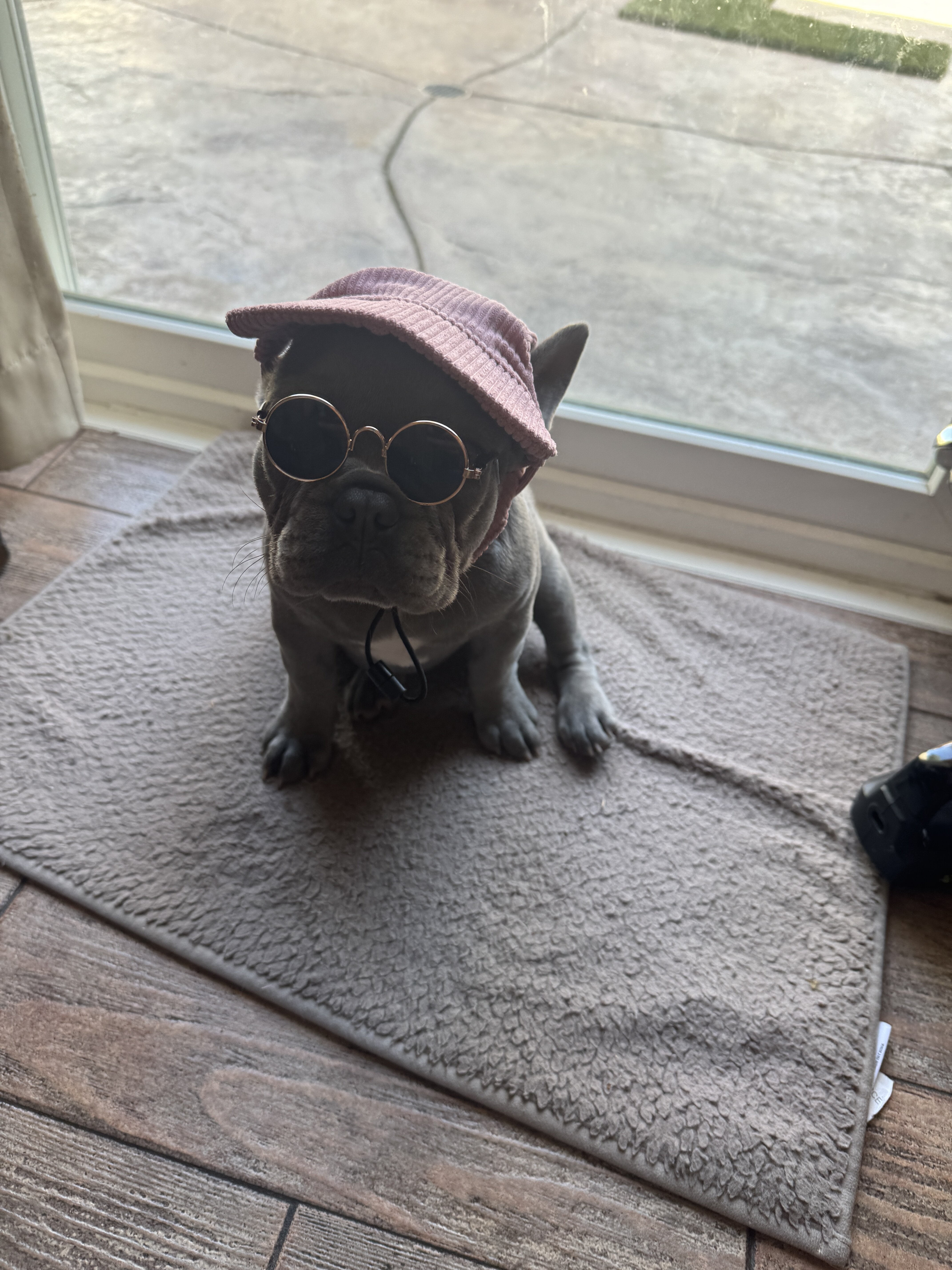 French Bulldog-Purebred-The Perfect Dog image 3
